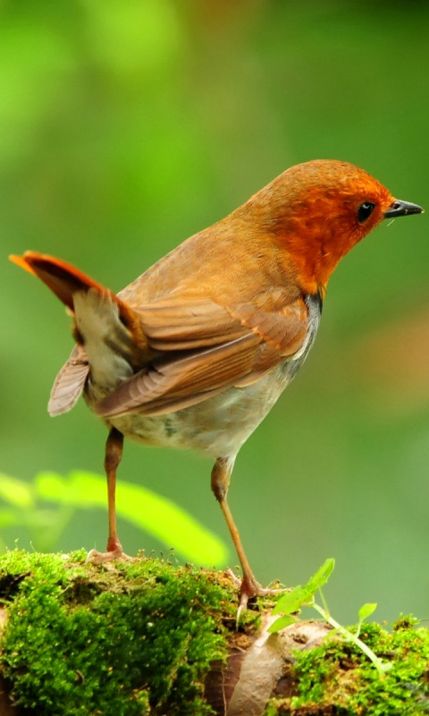 Descarga gratuita de fondo de pantalla para móvil de Animales, Aves, Zorzal Robín.