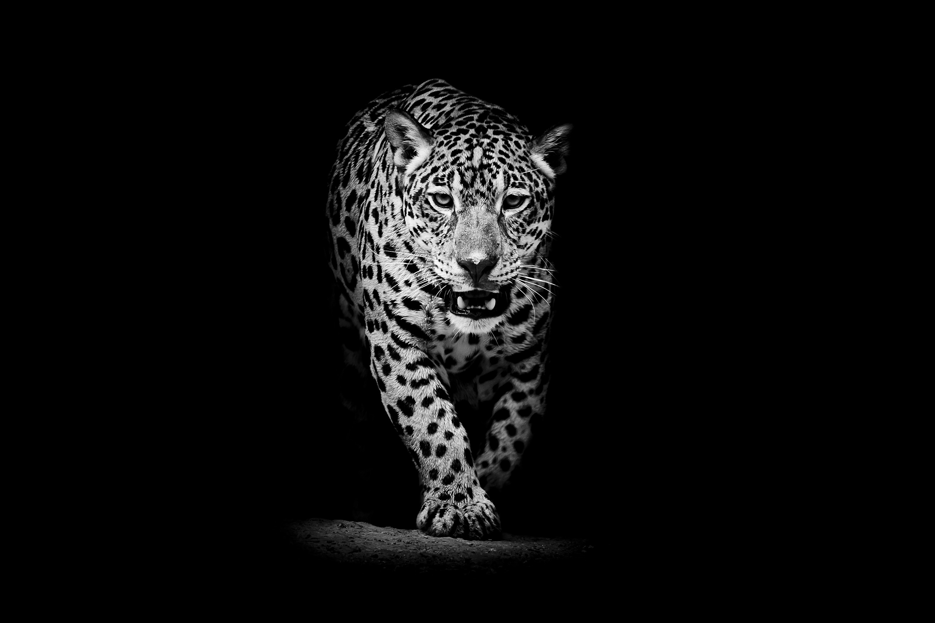 Descarga gratuita de fondo de pantalla para móvil de Animales, Gatos, Leopardo.