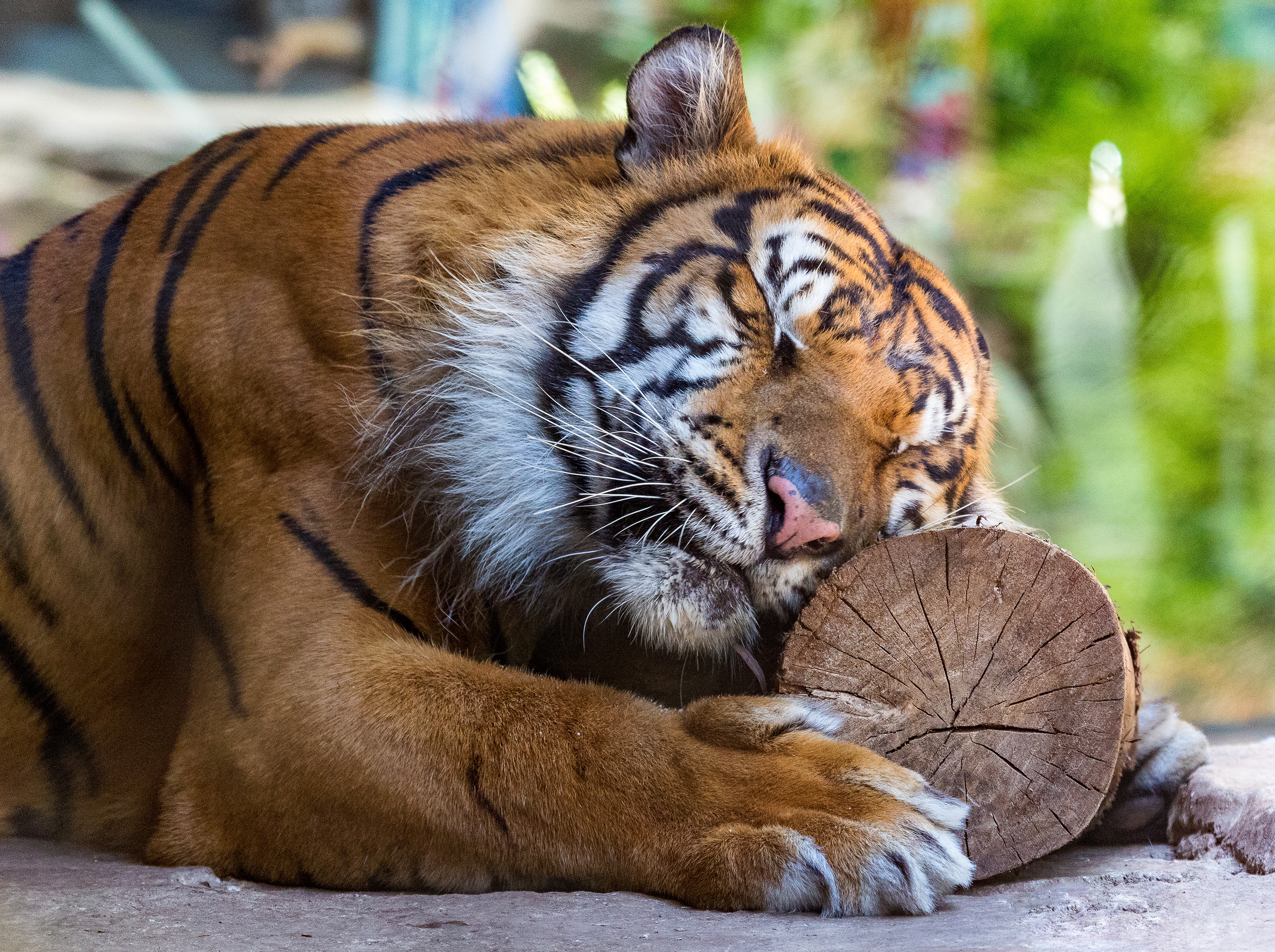 Descarga gratuita de fondo de pantalla para móvil de Animales, Gatos, Tigre, Dormido.