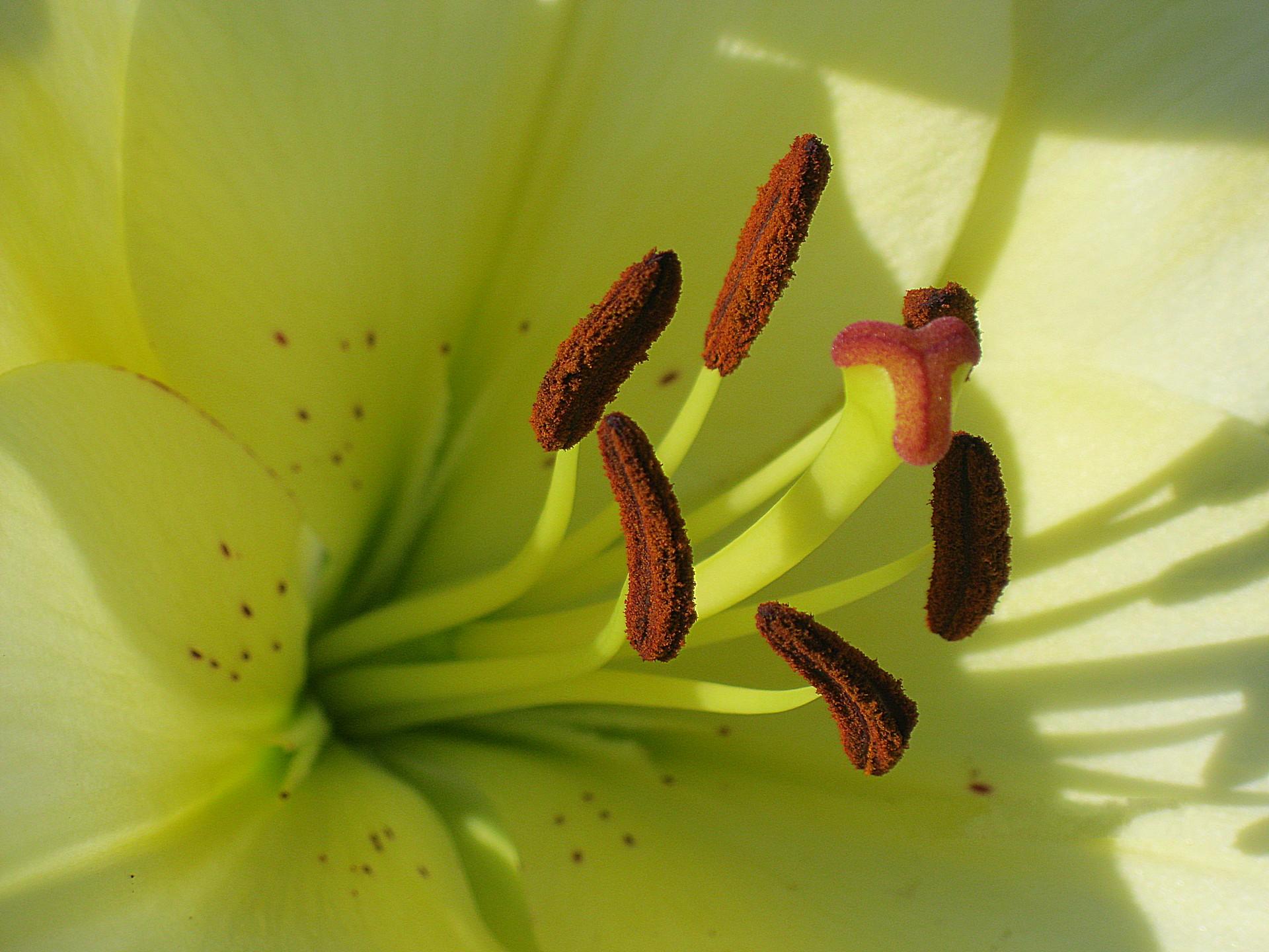 Descarga gratuita de fondo de pantalla para móvil de Flores, Flor, Tierra/naturaleza.