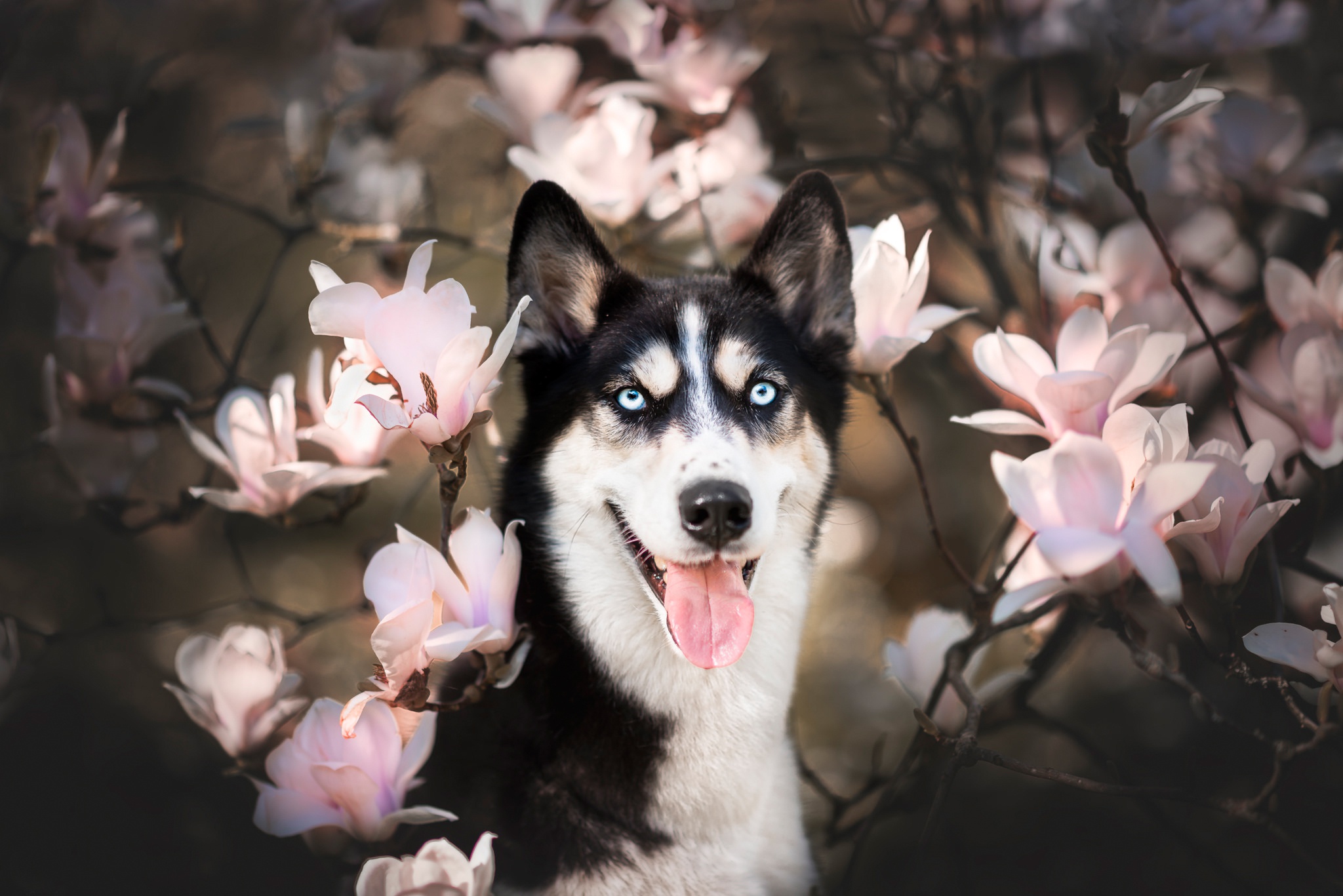 Скачать картинку Животные, Собаки, Собака, Весна, Цветущие, Сибирский Хаски, Розовый Цветок в телефон бесплатно.