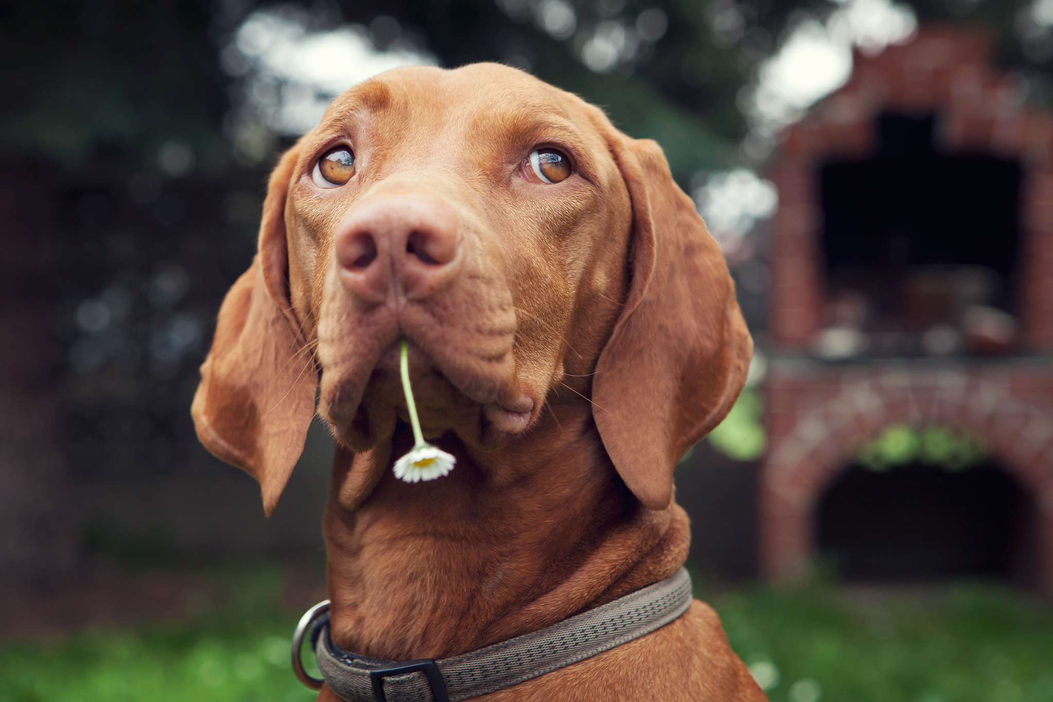 Téléchargez des papiers peints mobile Animaux, Chiens, Chien gratuitement.