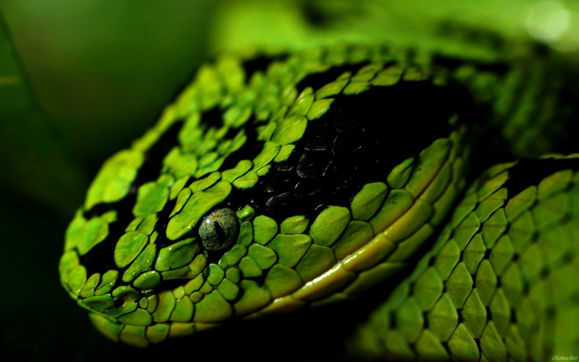  Reptiles Windows Backgrounds