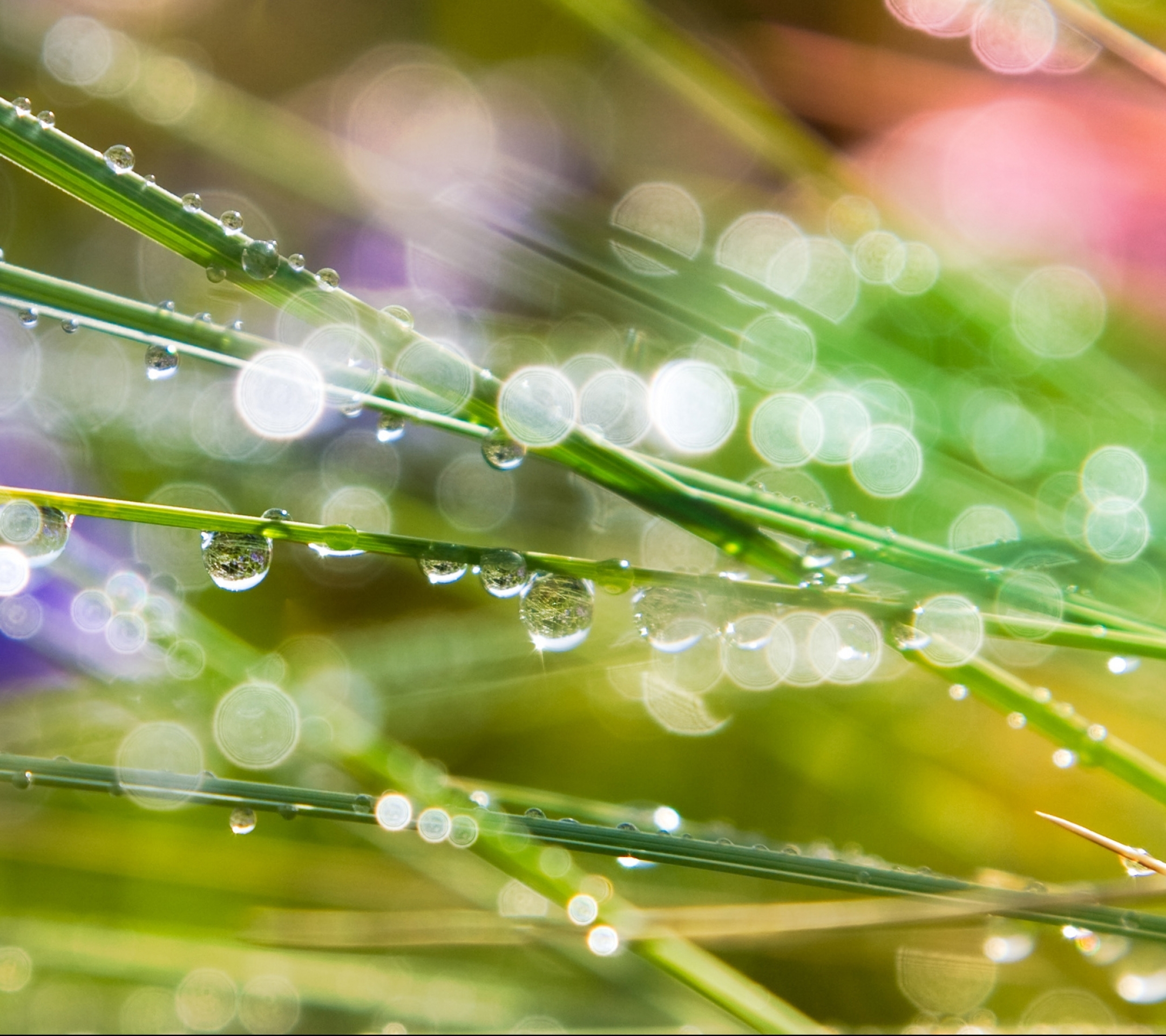 Laden Sie das Gras, Erde/natur-Bild kostenlos auf Ihren PC-Desktop herunter