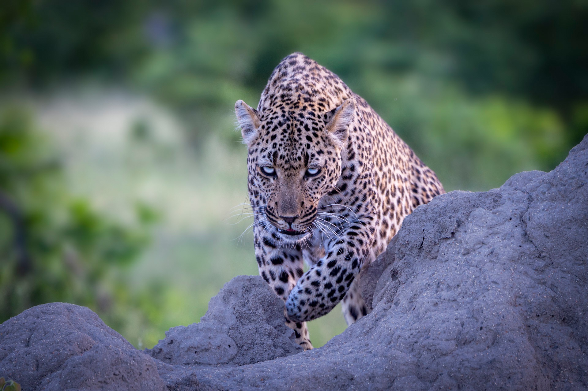 Descarga gratuita de fondo de pantalla para móvil de Animales, Gatos, Leopardo, Mirar Fijamente.