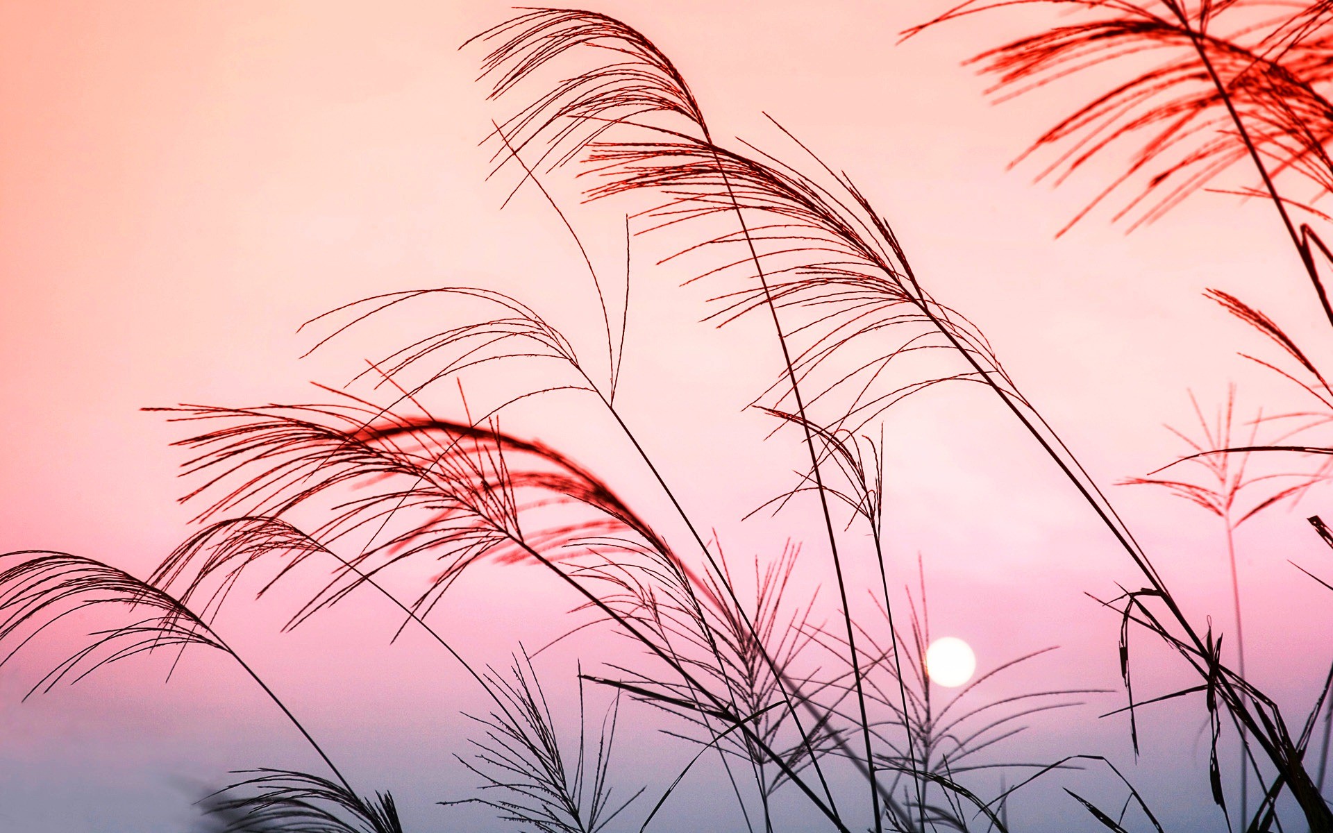 Download mobile wallpaper Grass, Earth, Pastel for free.