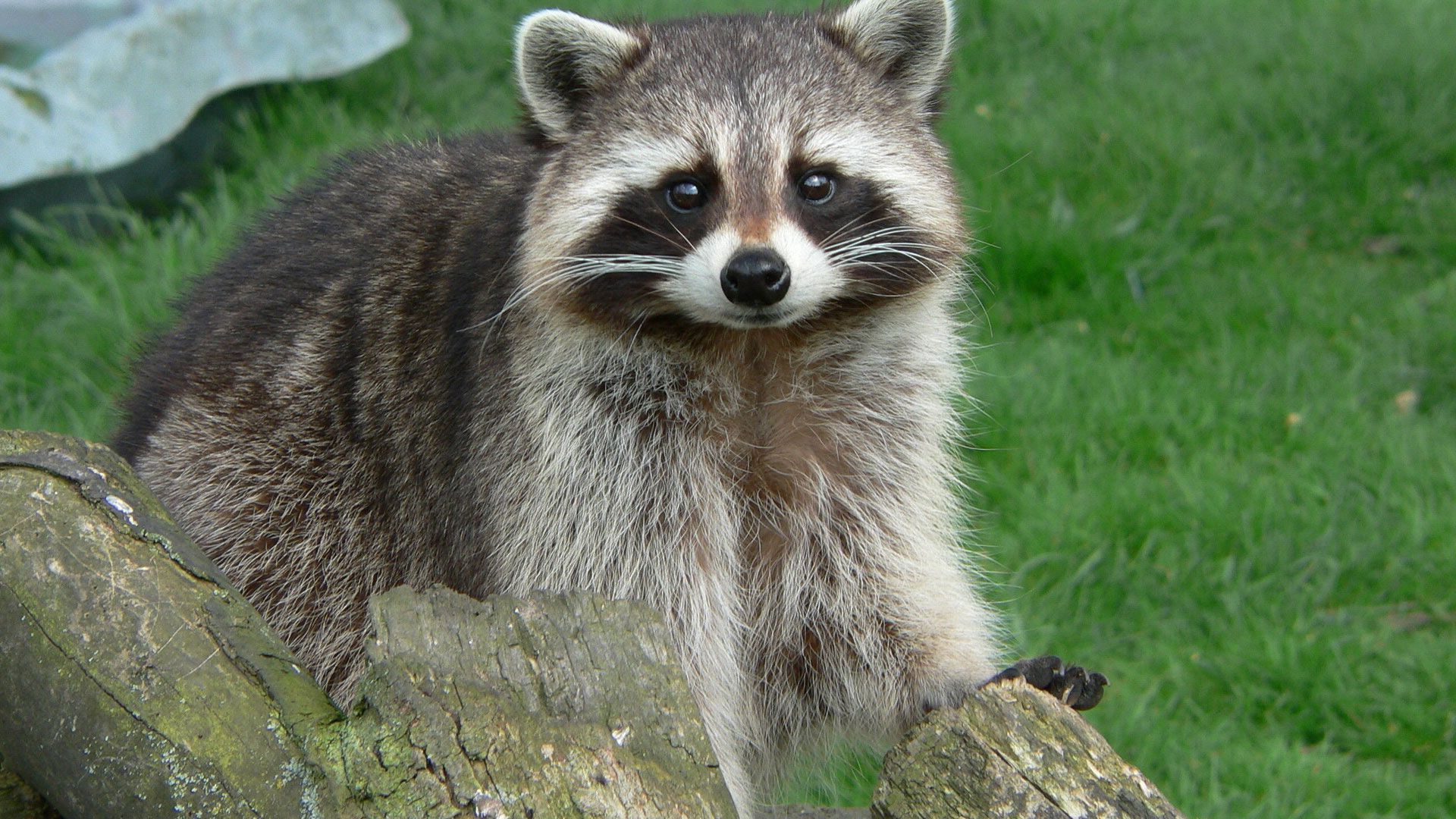 raccoon, animals, grass, muzzle, wool, snag