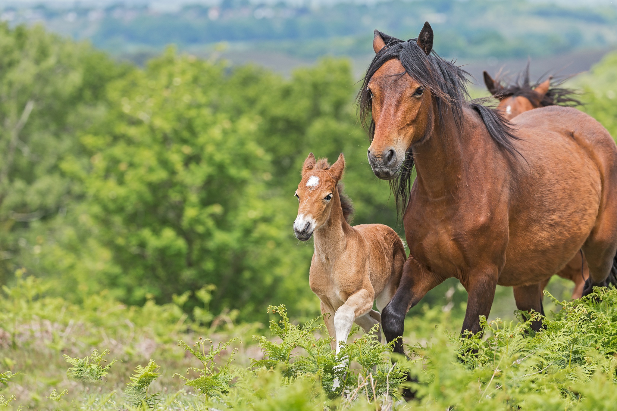 無料モバイル壁紙動物, 馬, 赤ちゃん動物, 仔馬をダウンロードします。