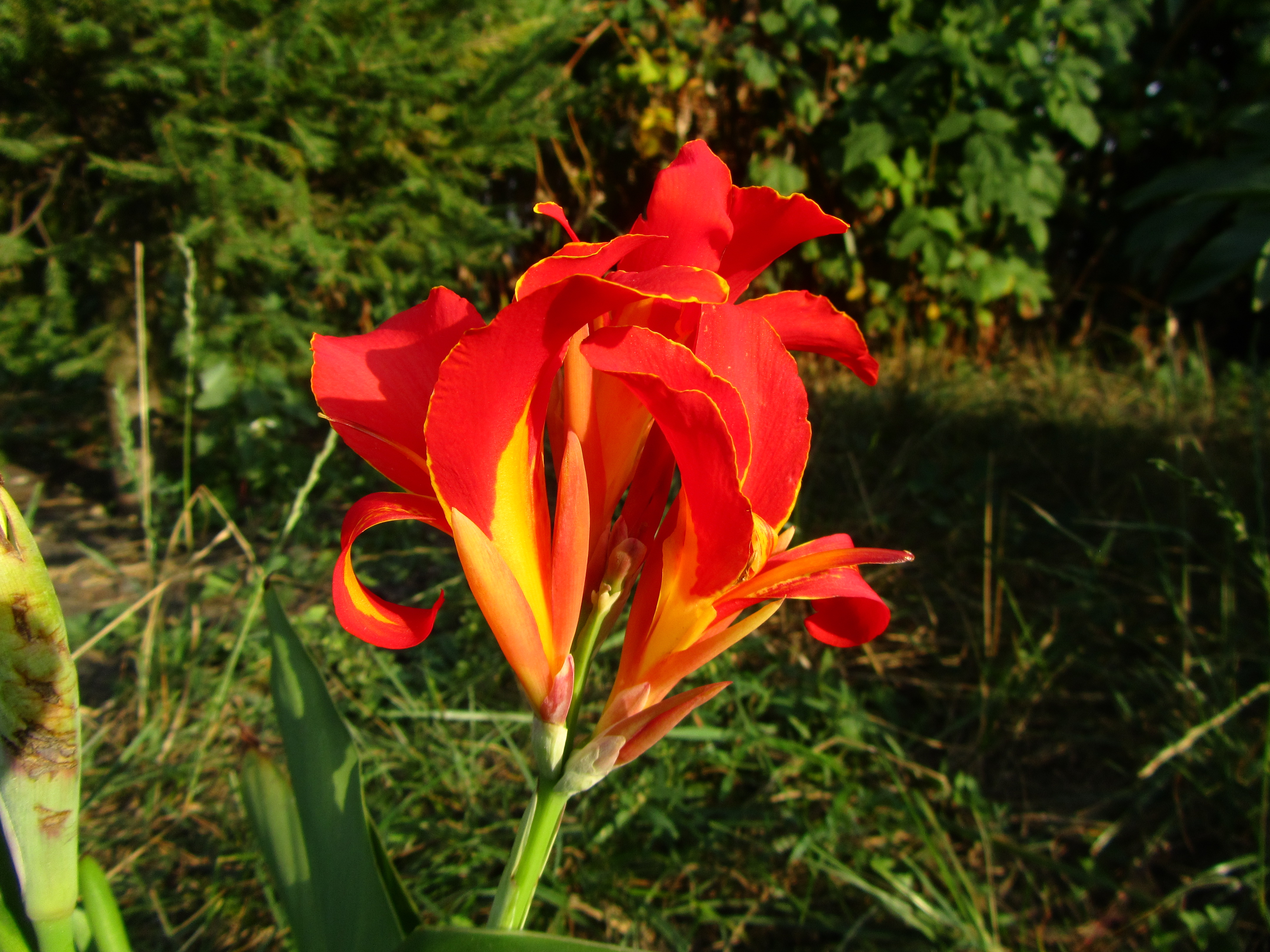 Téléchargez des papiers peints mobile Fleur, Terre/nature gratuitement.