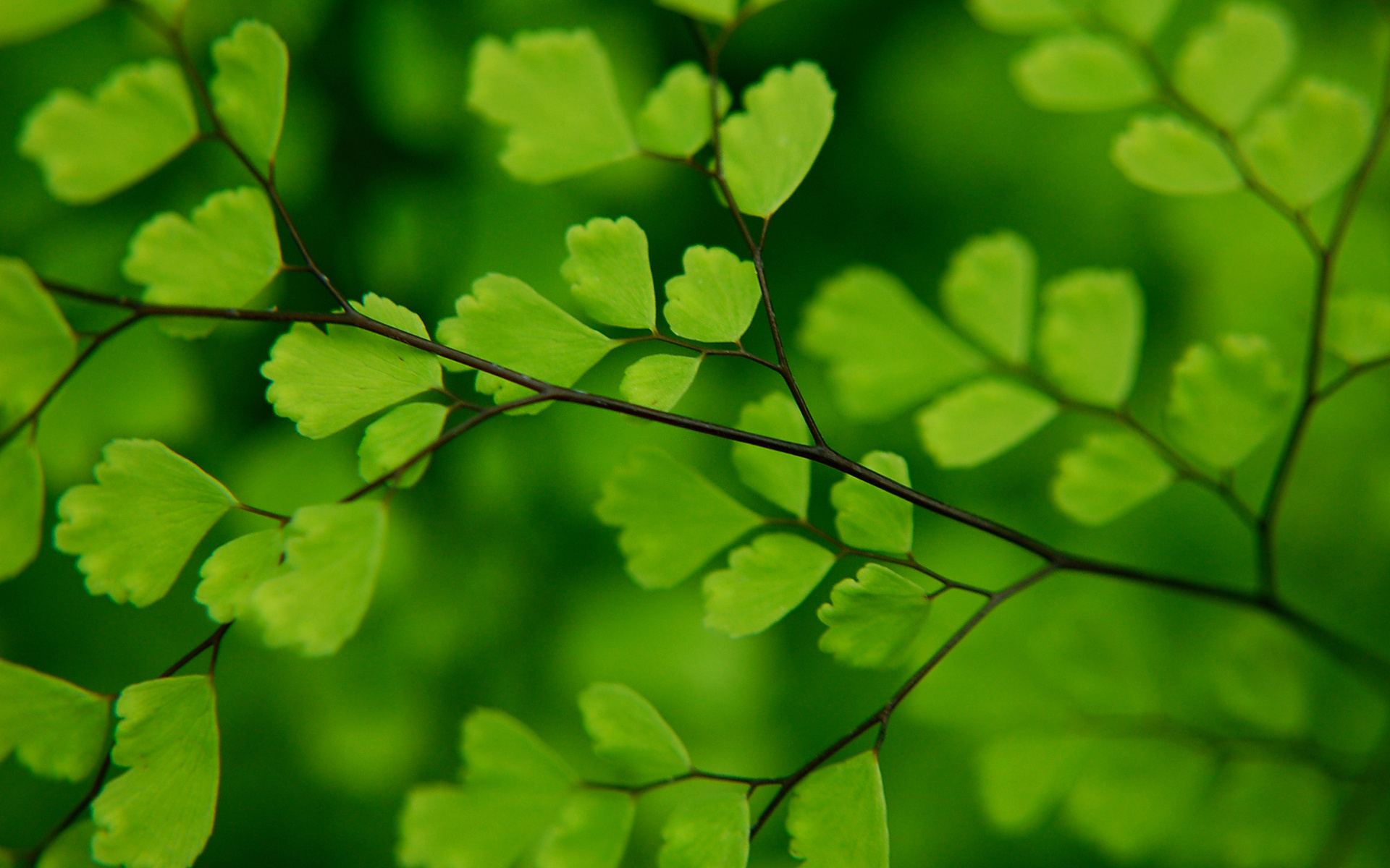 Handy-Wallpaper Baum, Erde/natur kostenlos herunterladen.