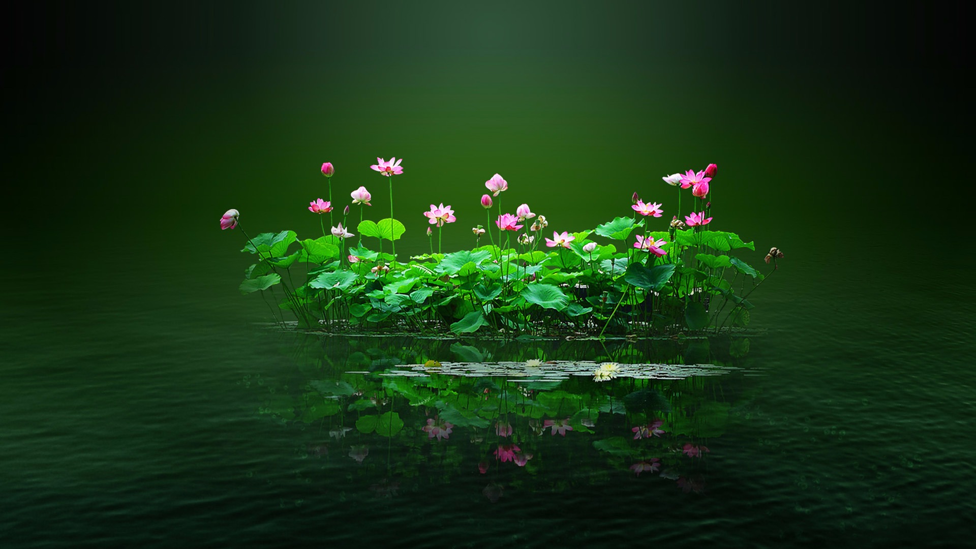 lotus, flower, green, plant, pond, earth, leaf, flowers