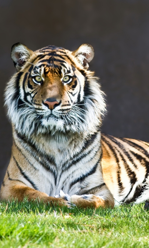 Baixar papel de parede para celular de Animais, Gatos, Tigre, Olhar Fixamente gratuito.