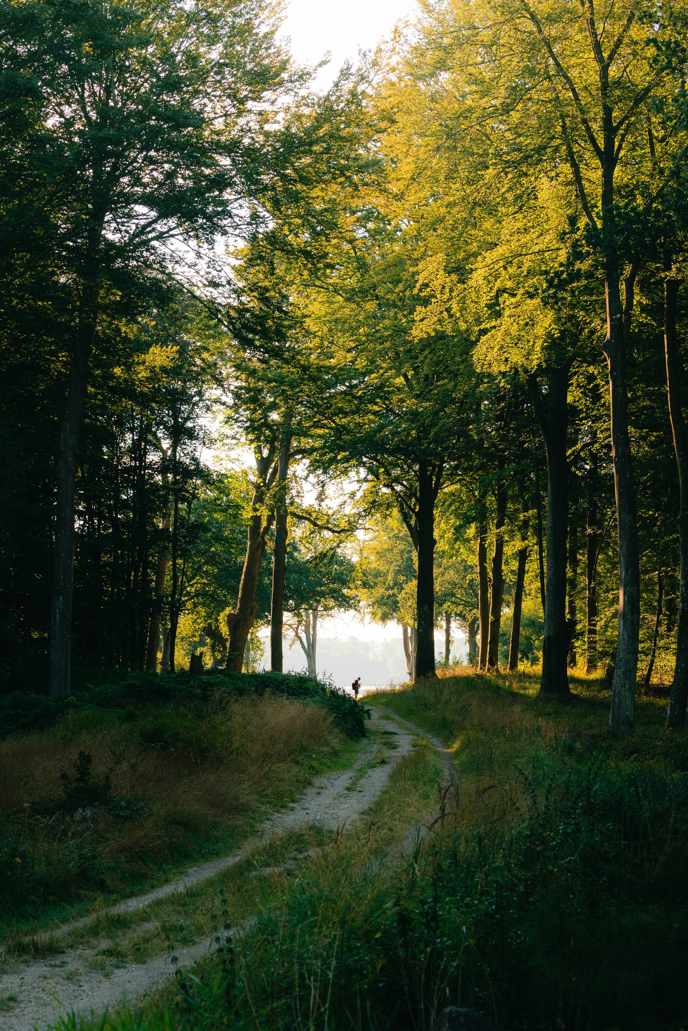 Mobile wallpaper human, path, forest, person, trees, nature, silhouette