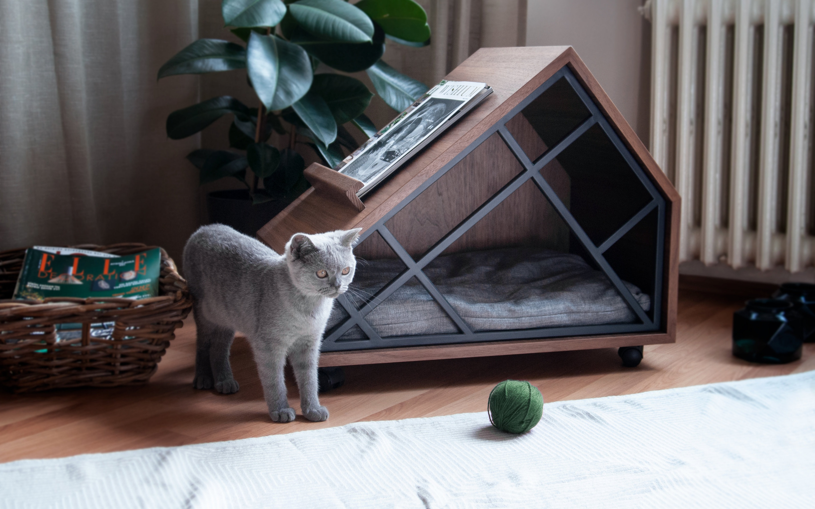 無料モバイル壁紙動物, ネコ, 猫をダウンロードします。