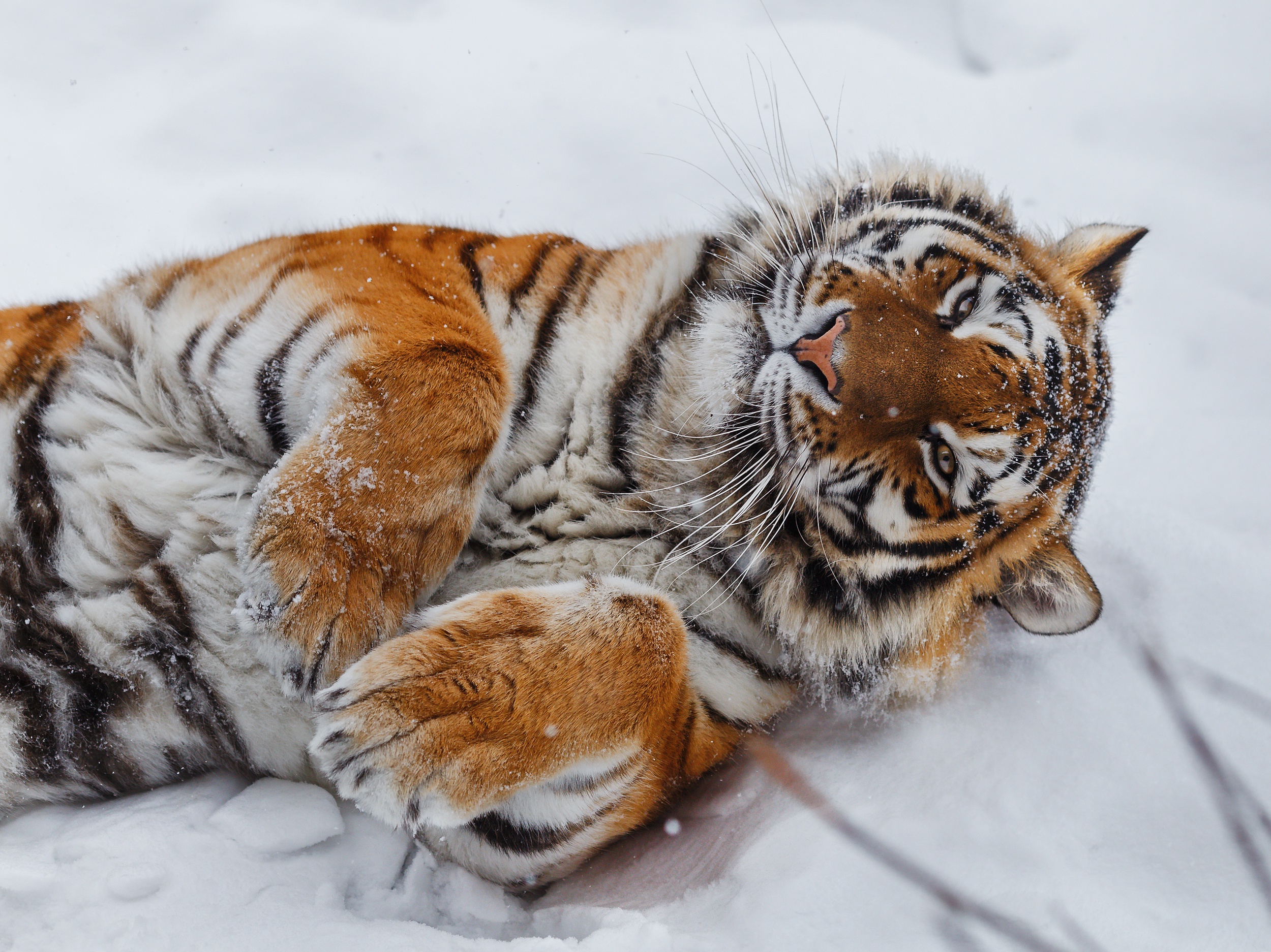 Téléchargez gratuitement l'image Animaux, Chats, Tigre, Neiger sur le bureau de votre PC