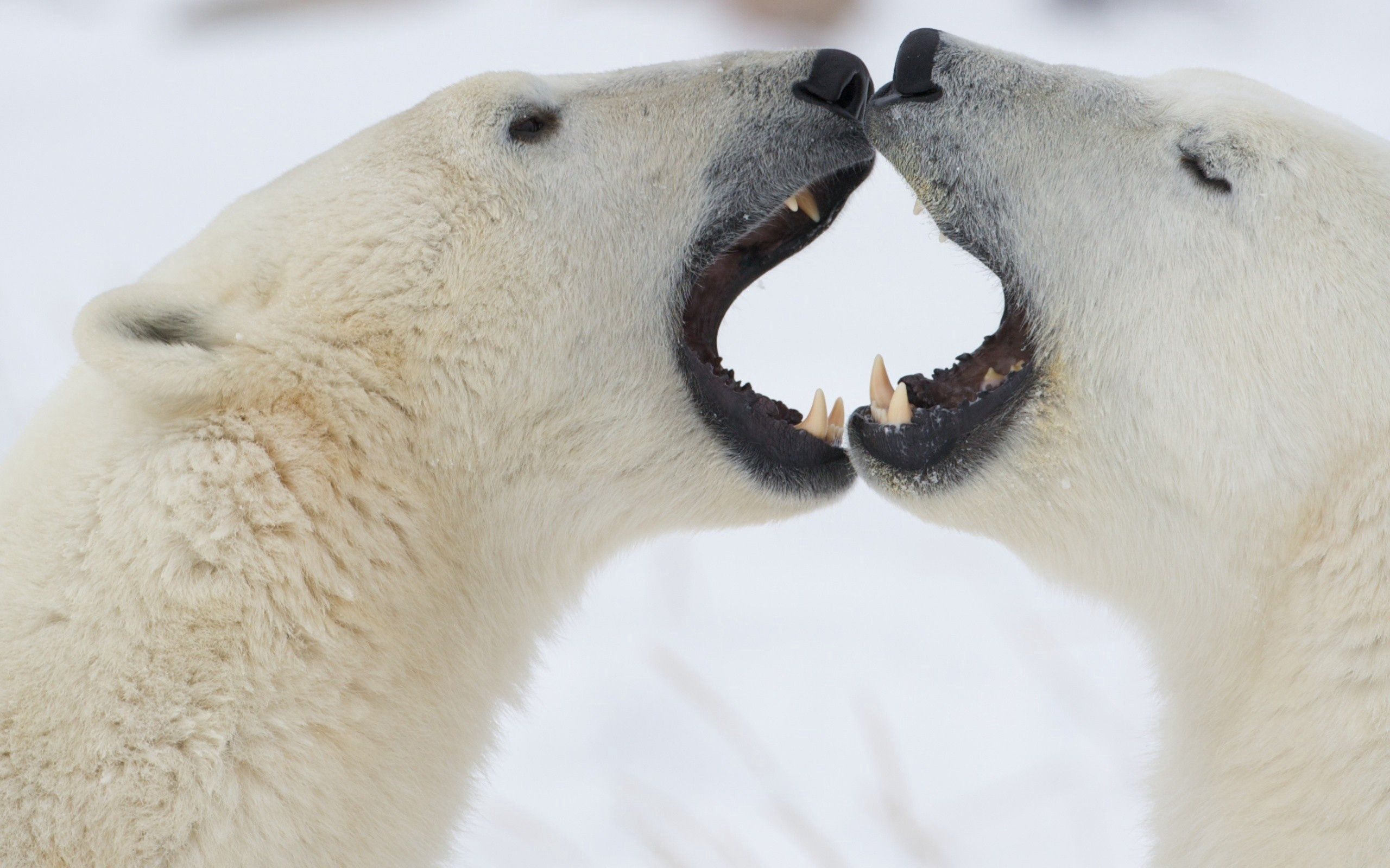 61755 скачать картинку животные, пара, игривые, злость, полярные медведи - обои и заставки бесплатно