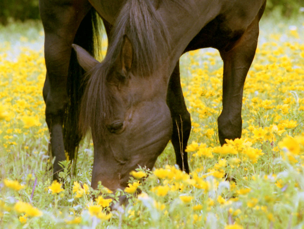 Laden Sie Brumby HD-Desktop-Hintergründe herunter