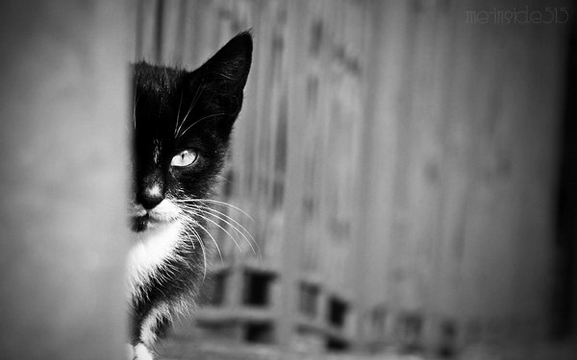 Free download wallpaper Cat, Cats, Animal on your PC desktop