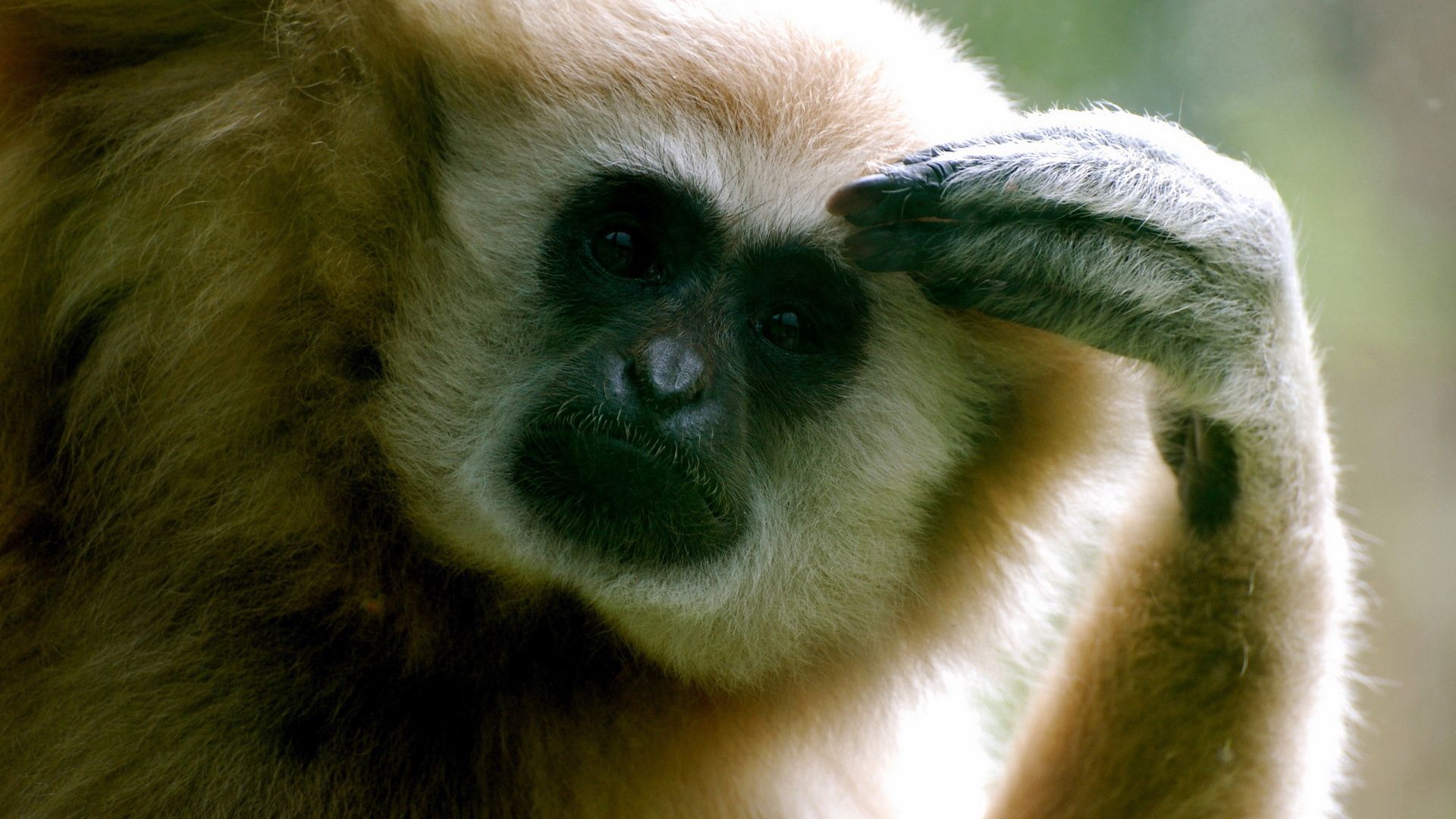 PCデスクトップに動物, 足, 考える, サル, 猿画像を無料でダウンロード