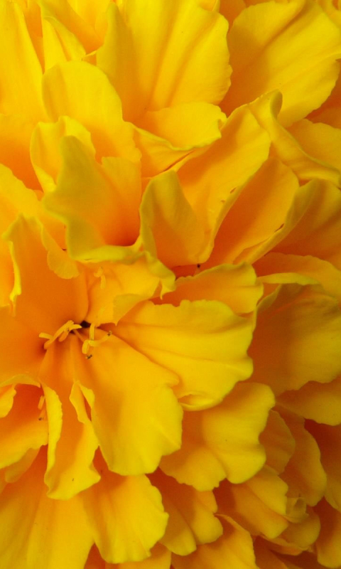 Download mobile wallpaper Flowers, Flower, Close Up, Earth, Petal, Yellow Flower for free.