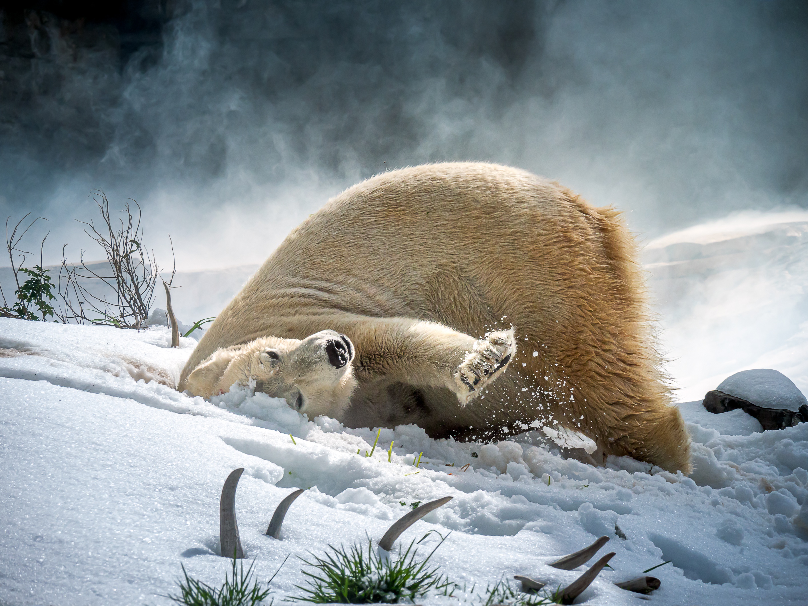 Скачати мобільні шпалери Сніг, Ведмеді, Тварина, Полярний Ведмідь безкоштовно.