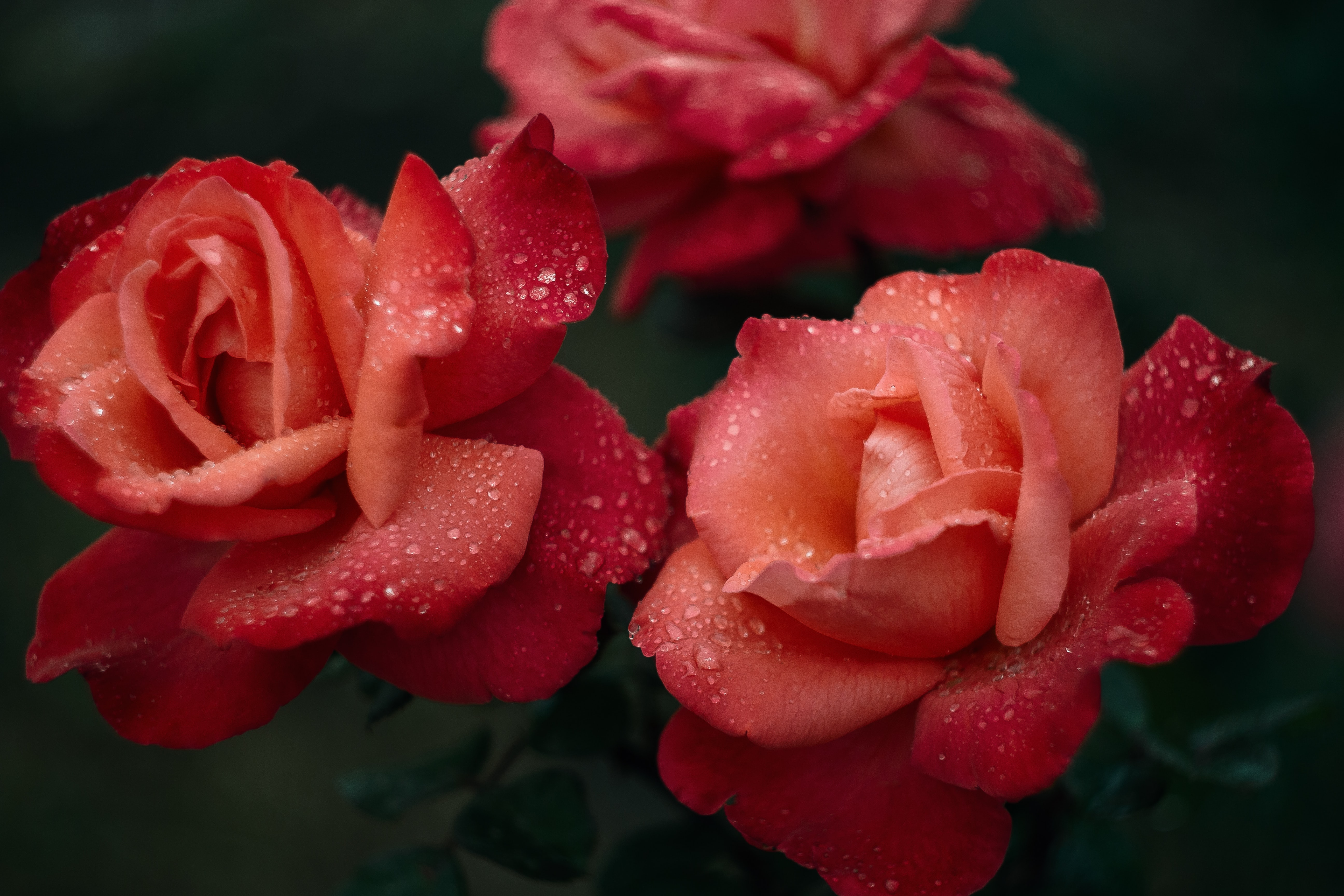 無料モバイル壁紙滴, 濡れた, 露, フラワーズ, 花, ウェット, バラの花, 薔薇, ピンクをダウンロードします。