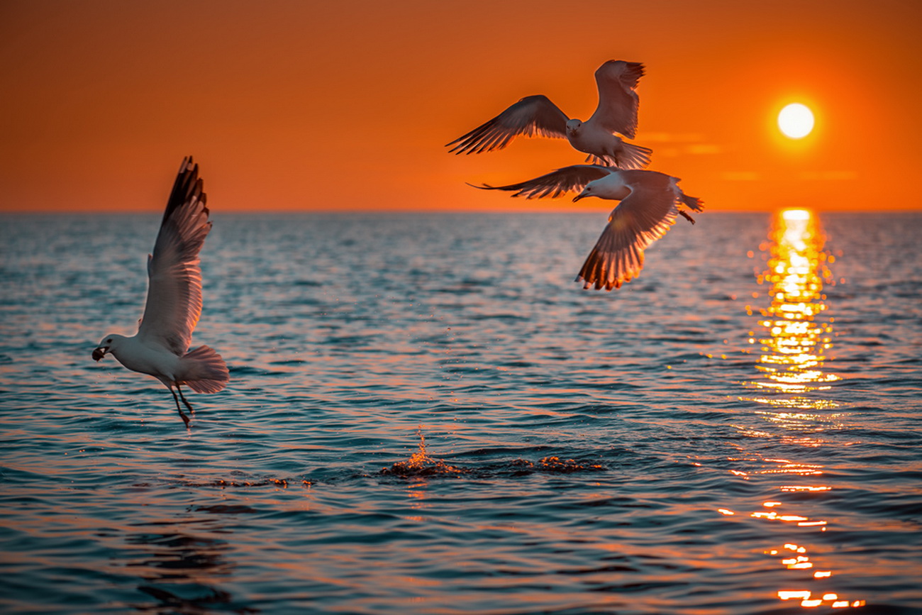 Download mobile wallpaper Seagull, Birds, Animal for free.