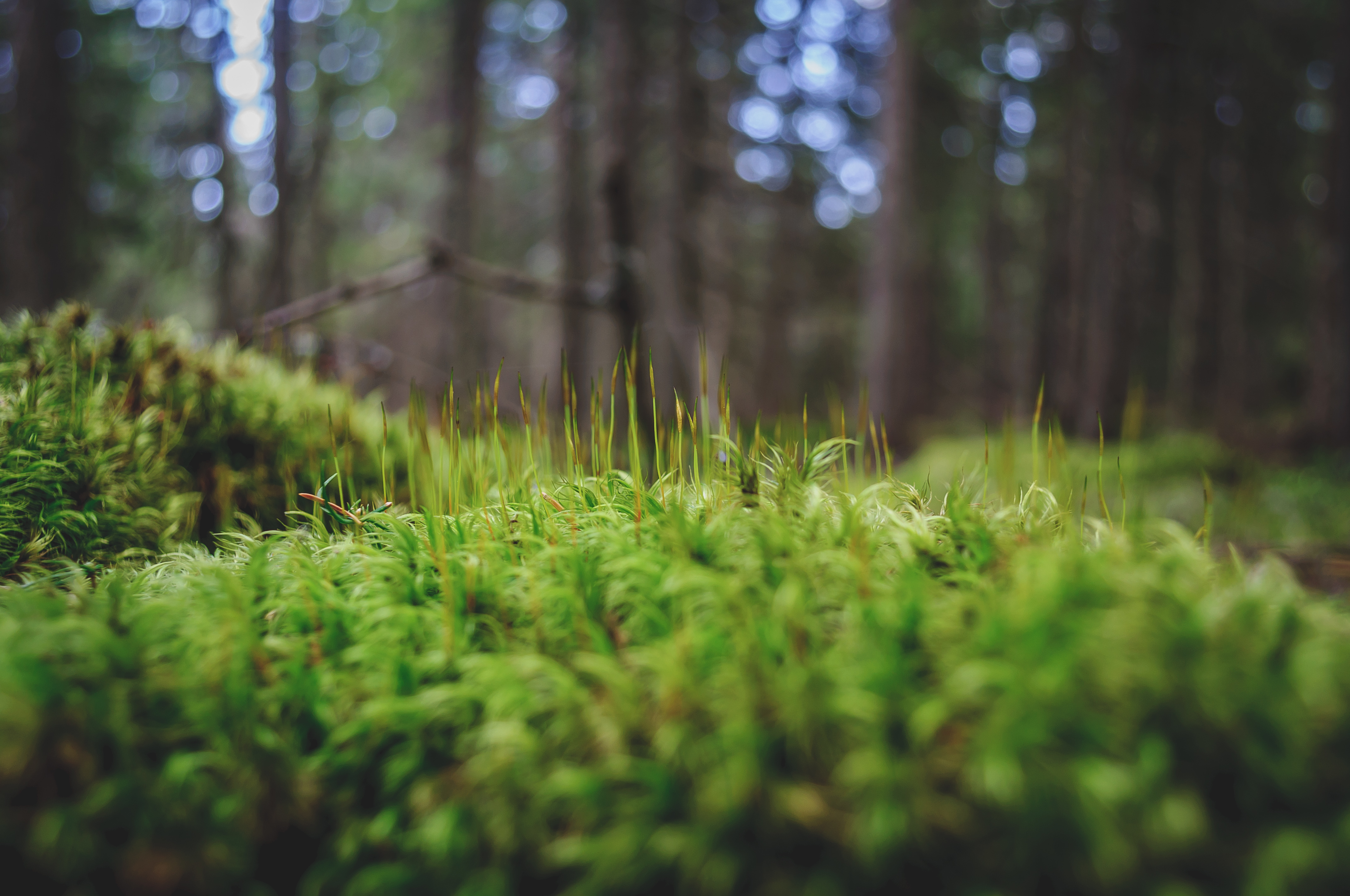 Download mobile wallpaper Nature, Earth, Moss, Bokeh, Depth Of Field for free.