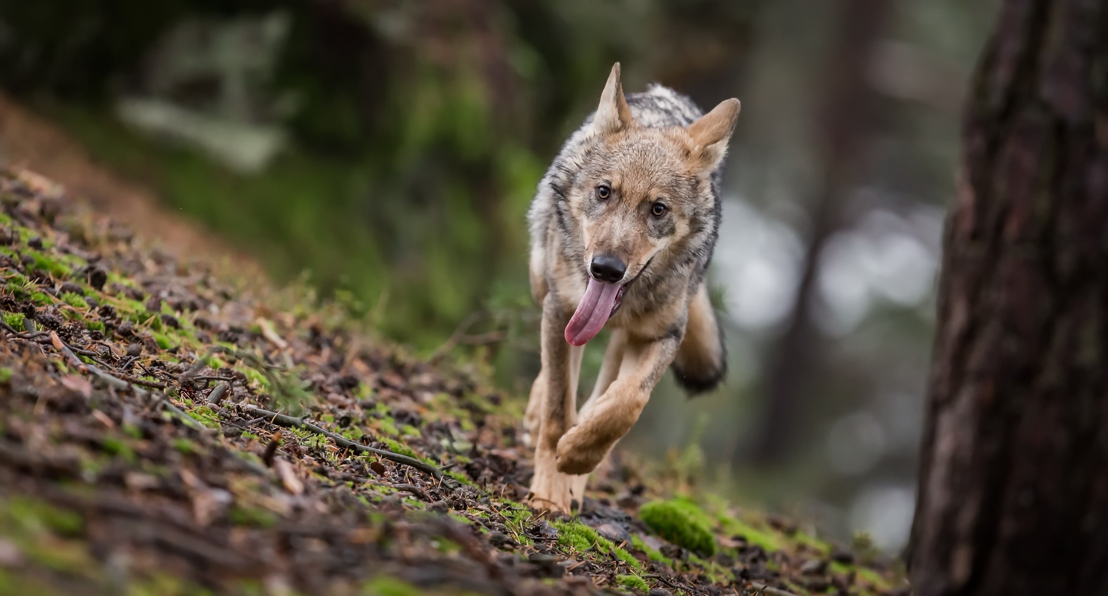 無料モバイル壁紙動物, オオカミ, 狼, 被写界深度をダウンロードします。