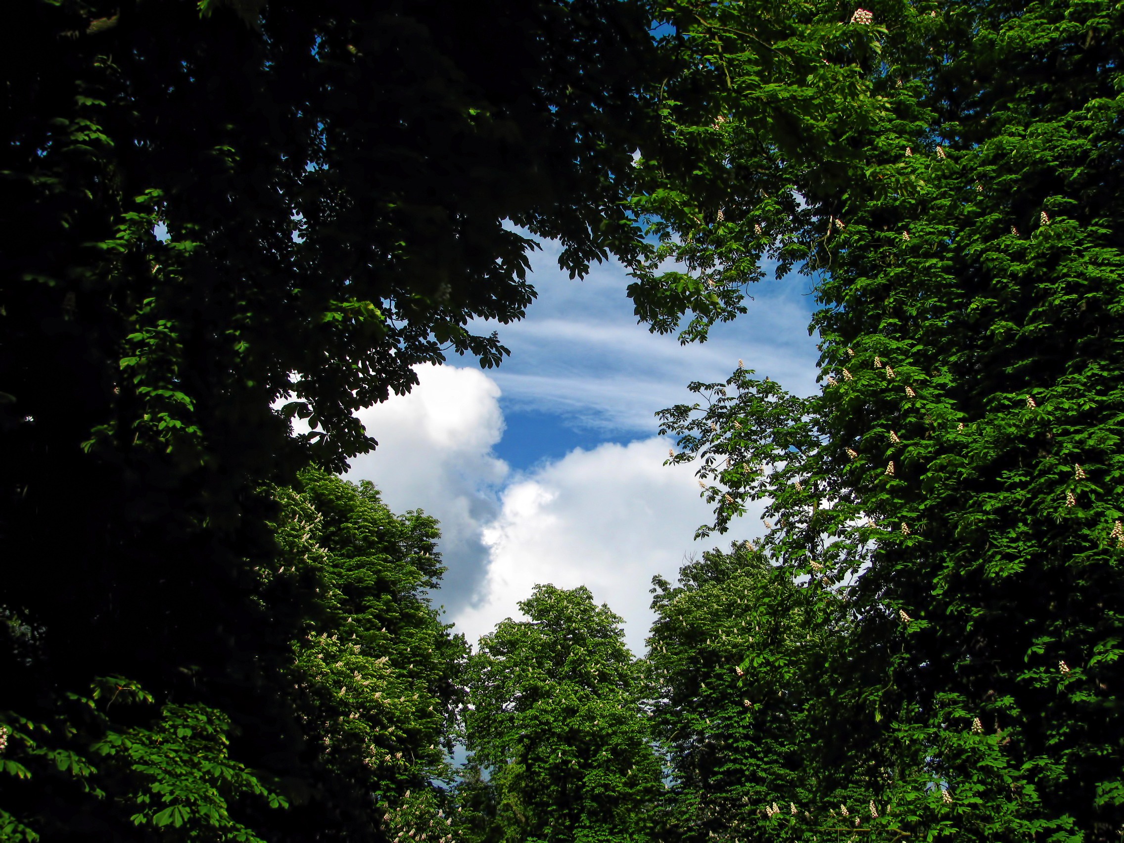 Baixe gratuitamente a imagem Árvores, Natureza, Céu na área de trabalho do seu PC