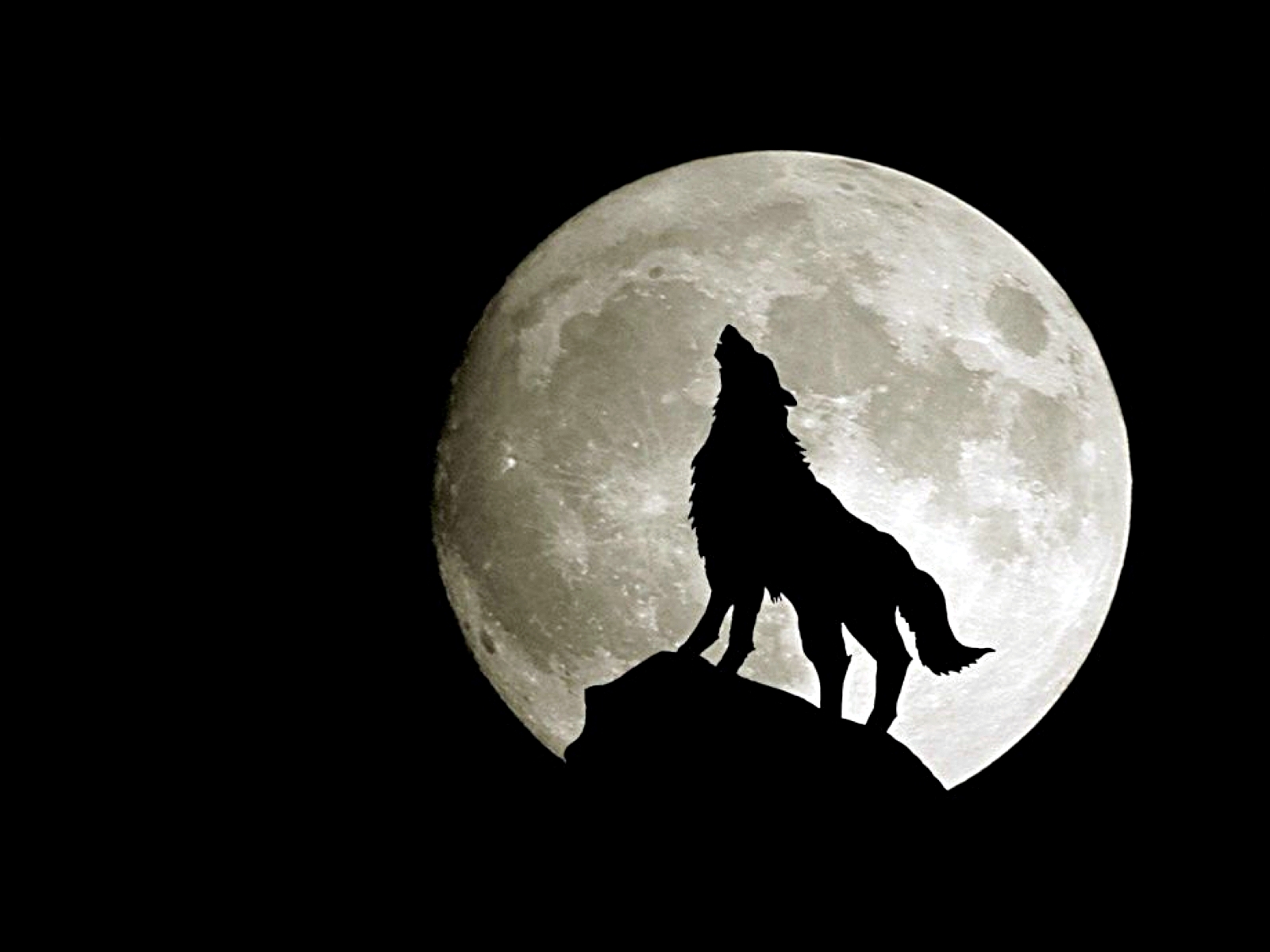 animal, wolf, moon, howling