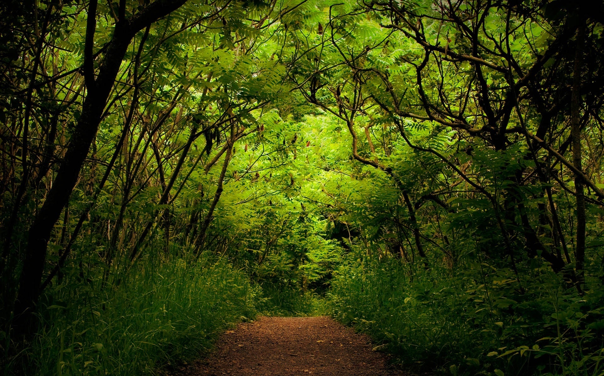 thicket, nature, trees, green, forest, path, trail, thickets