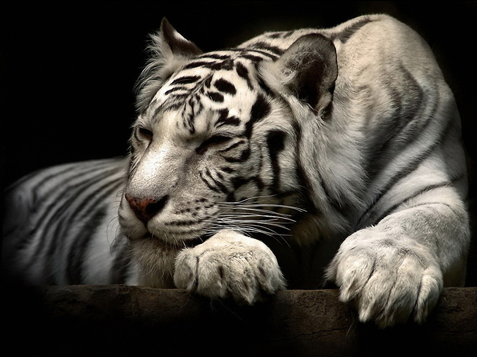cats, white tiger, animal, tiger