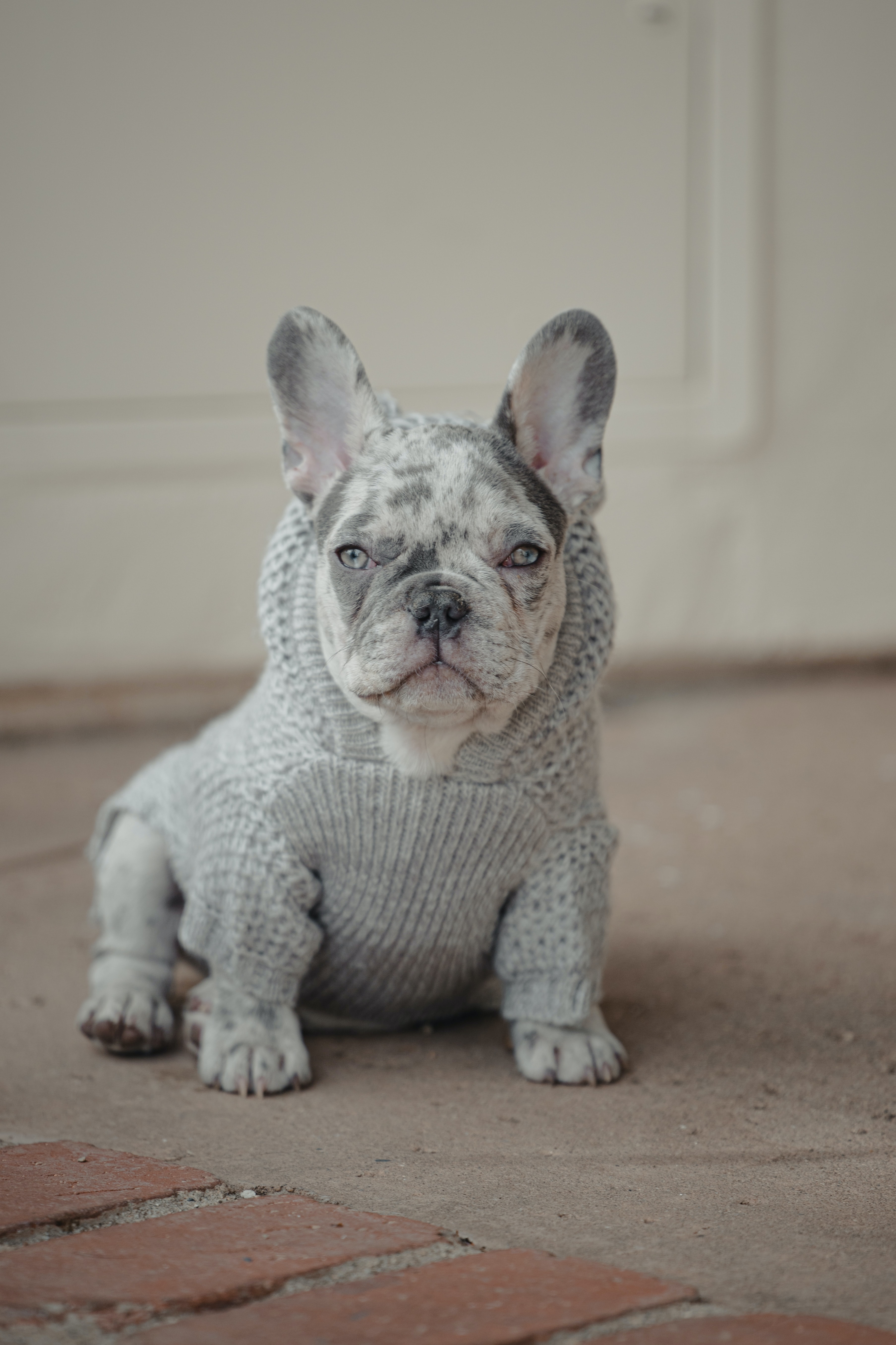 141277 descargar fondo de pantalla bulldog francés, animales, perro, mascota, albino, suéter: protectores de pantalla e imágenes gratis