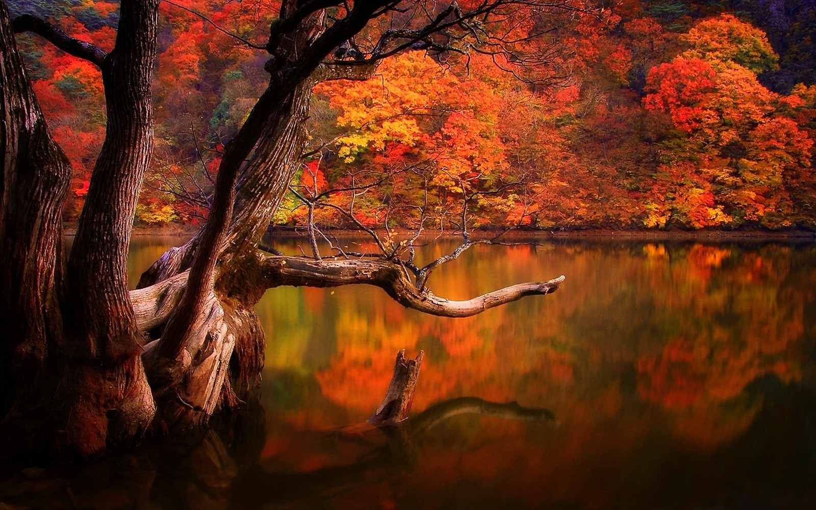 Download mobile wallpaper Lakes, Lake, Reflection, Tree, Fall, Earth for free.