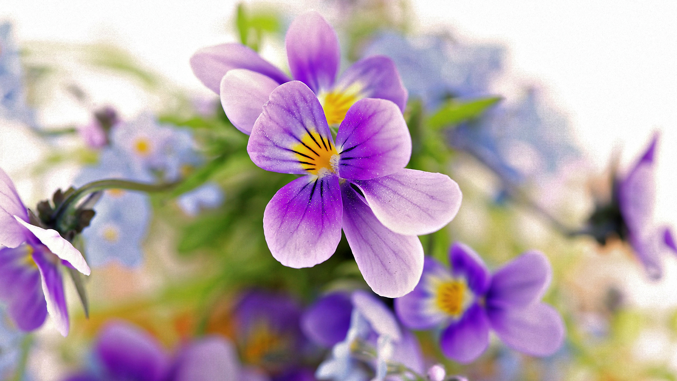 Laden Sie das Blumen, Stiefmütterchen, Nahansicht, Erde/natur-Bild kostenlos auf Ihren PC-Desktop herunter