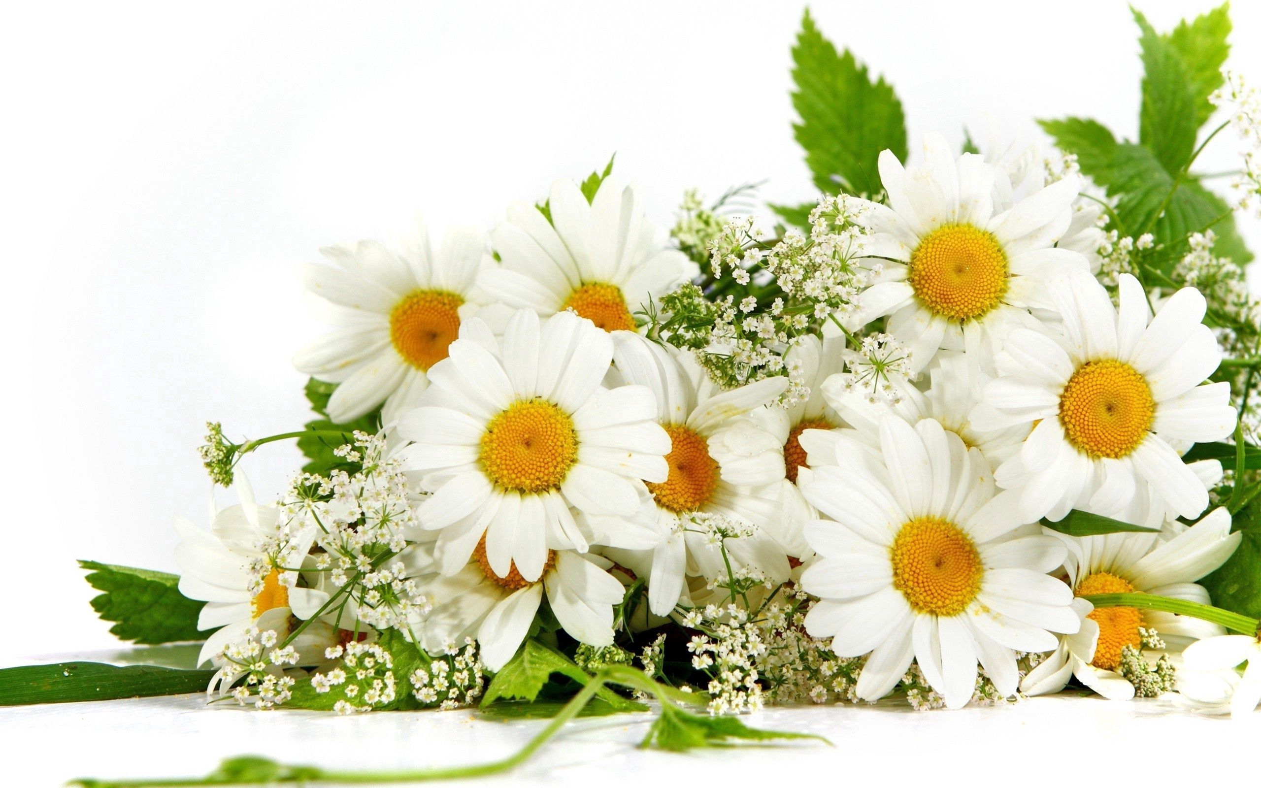 Download mobile wallpaper Bouquet, Camomile, Flowers, Greens, Summer, Mood for free.