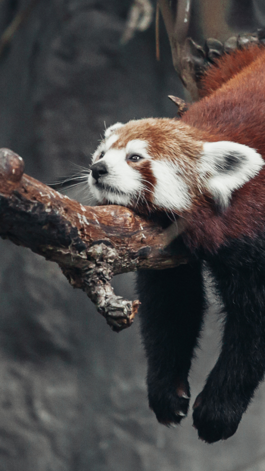 無料モバイル壁紙動物, レッサーパンダ, 動物園, 休憩中をダウンロードします。