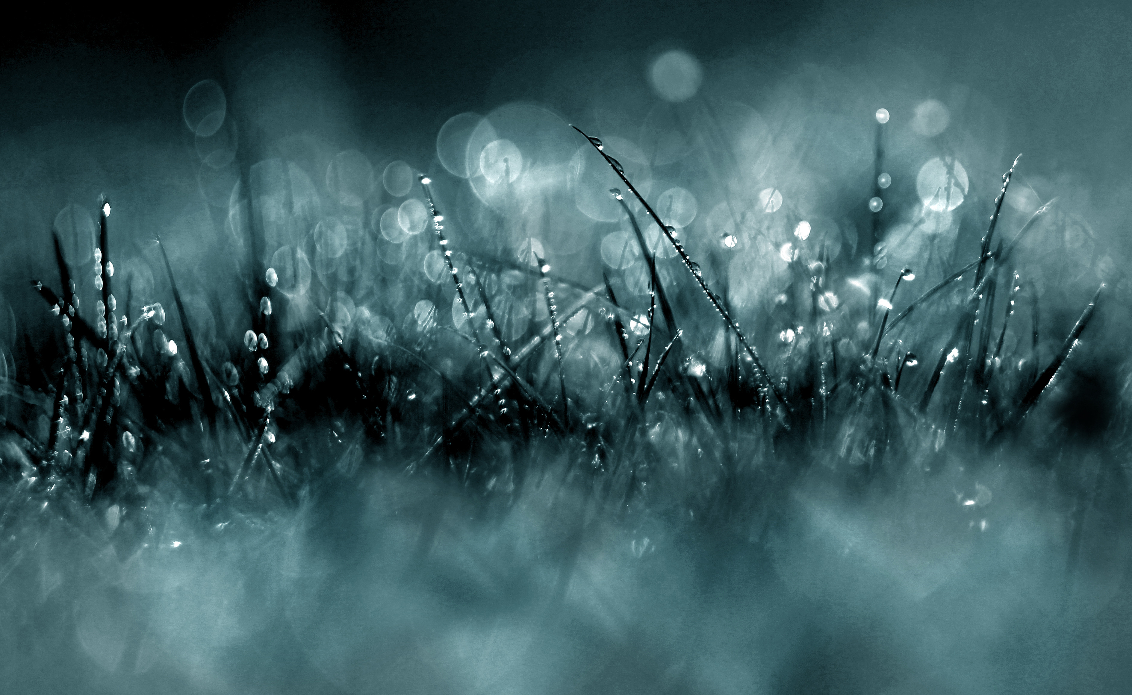 Download mobile wallpaper Grass, Earth, Bokeh for free.