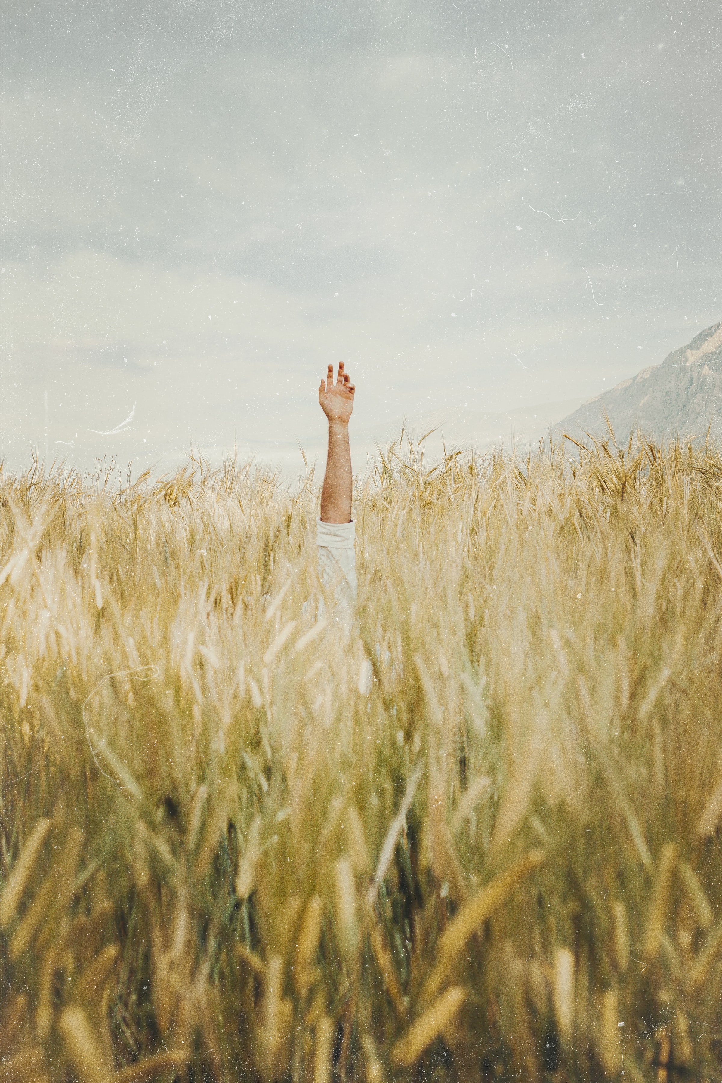 Download mobile wallpaper Field, Ears, Spikes, Miscellaneous, Sky, Miscellanea, Hand for free.