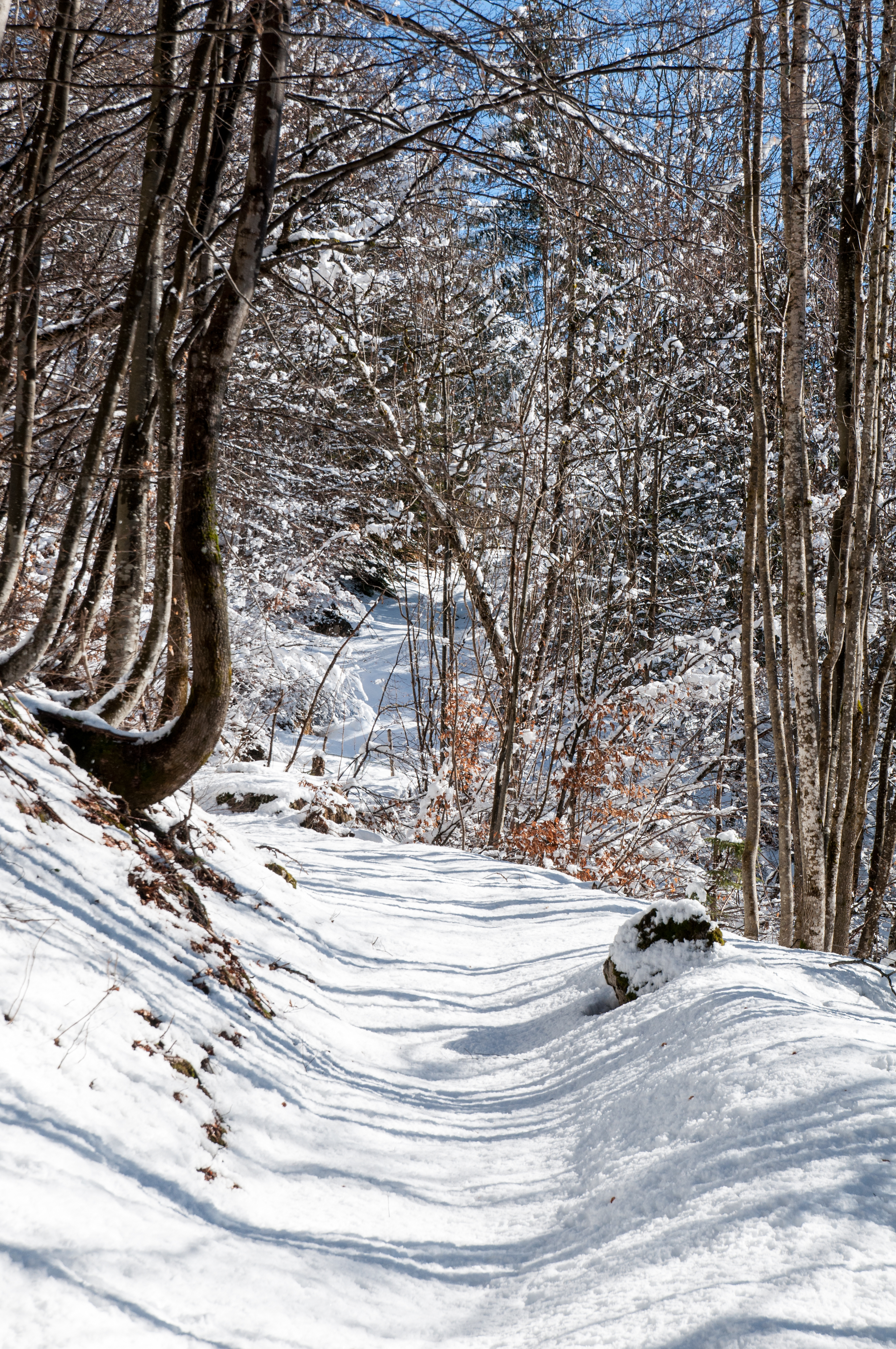 Download mobile wallpaper Snow, Forest, Path, Winter, Nature for free.