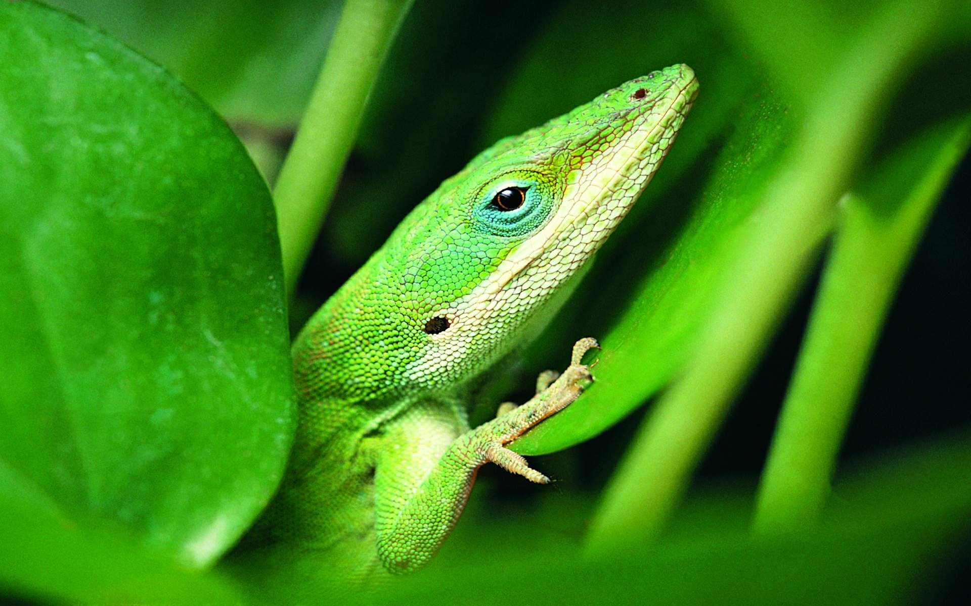 animal, green anole, close up, green, macro, plant, reptiles