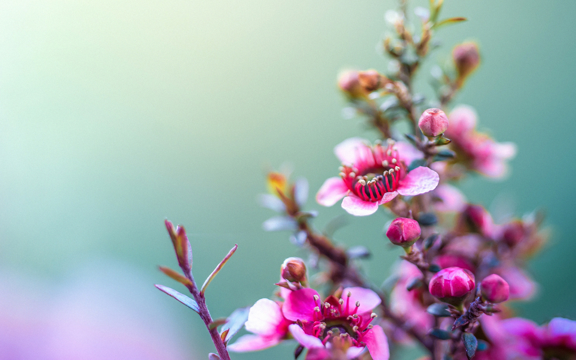 362133 Salvapantallas y fondos de pantalla Flores en tu teléfono. Descarga imágenes de  gratis