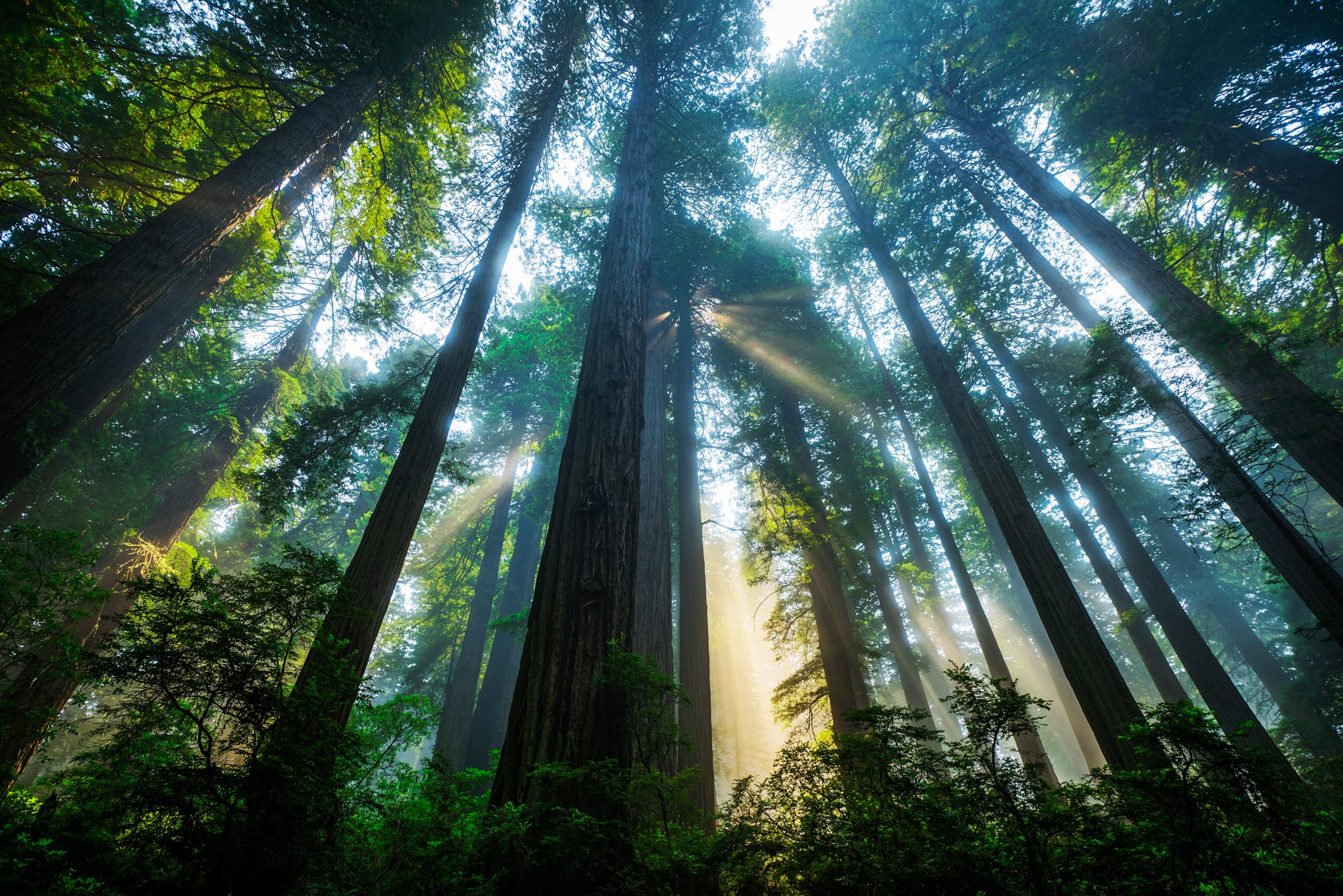 Laden Sie das Natur, Wald, Baum, Sonnenstrahl, Erde/natur, Baumwipfel-Bild kostenlos auf Ihren PC-Desktop herunter