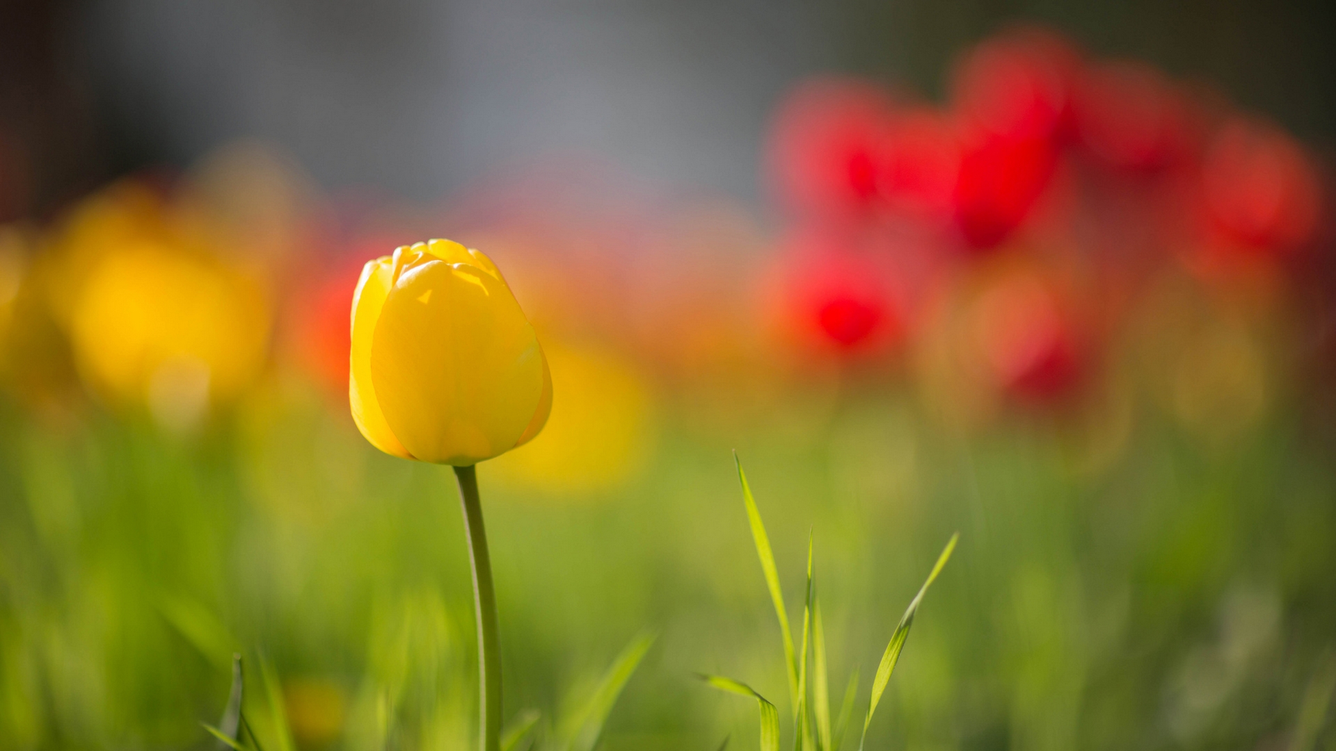 Téléchargez gratuitement l'image Fleurs, Fleur, Tulipe, Fleur Jaune, Terre/nature sur le bureau de votre PC