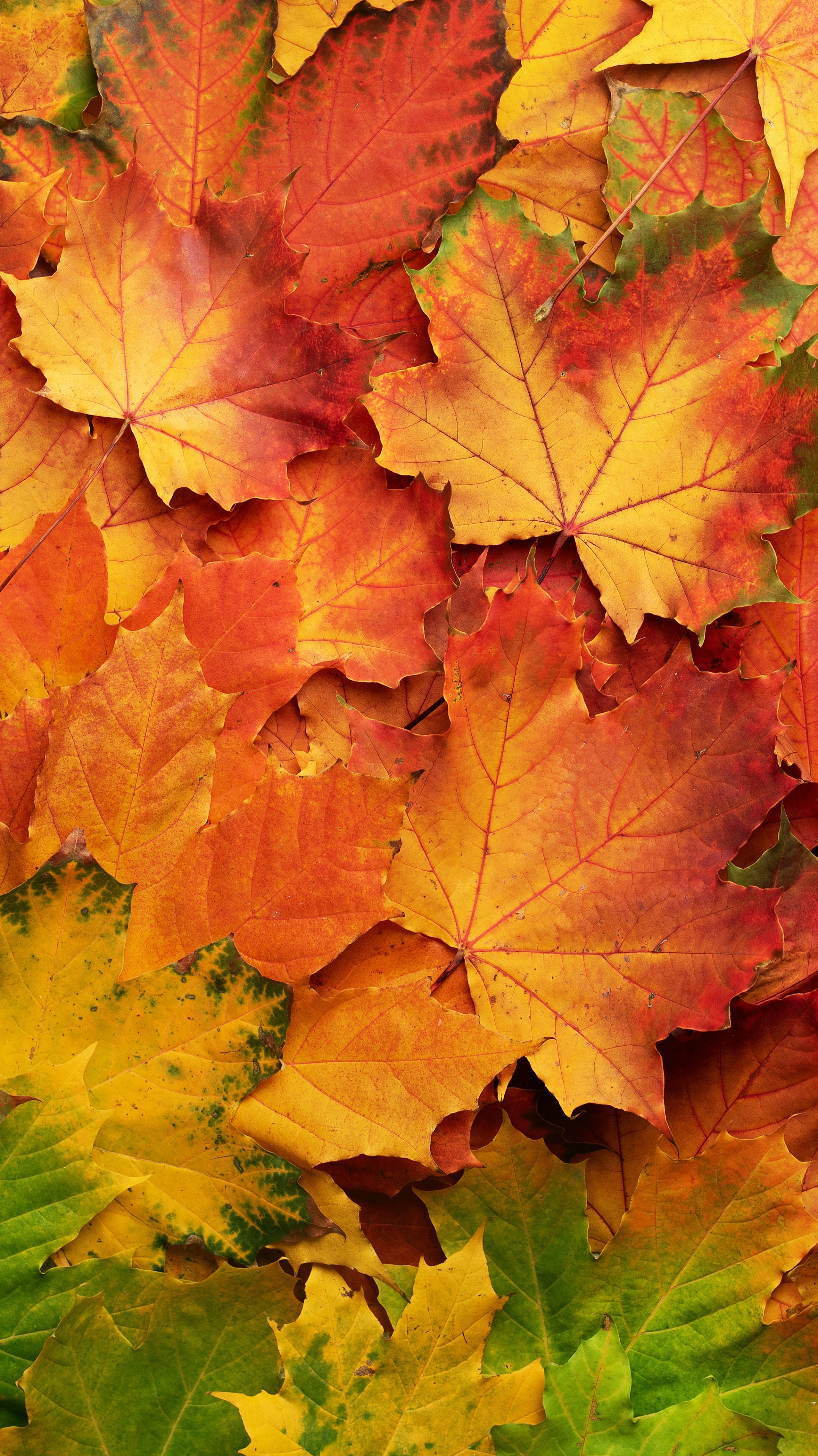 Скачать картинку Природа, Осень, Лист, Падать, Земля/природа в телефон бесплатно.