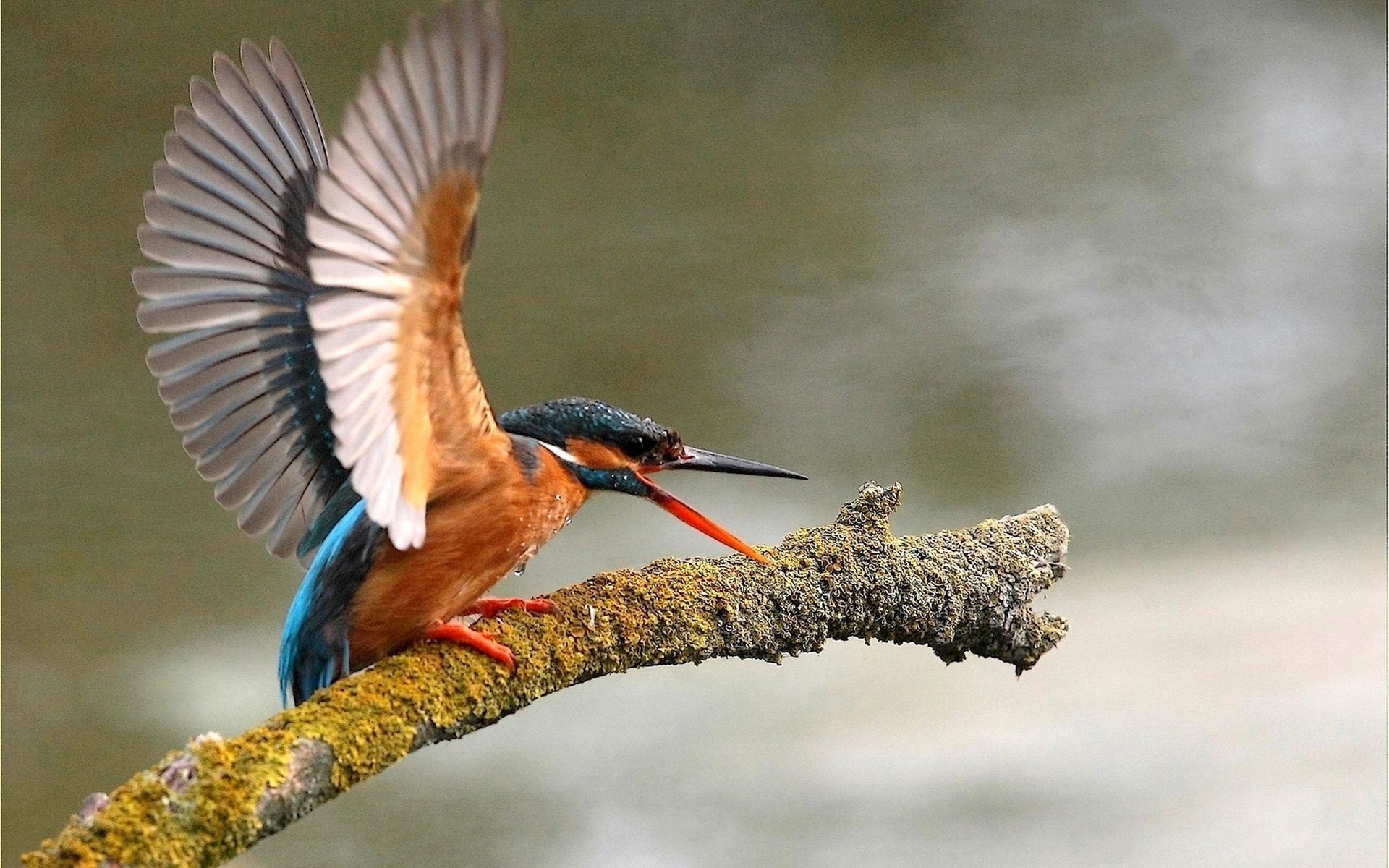 Free download wallpaper Birds, Bird, Animal, Kingfisher on your PC desktop