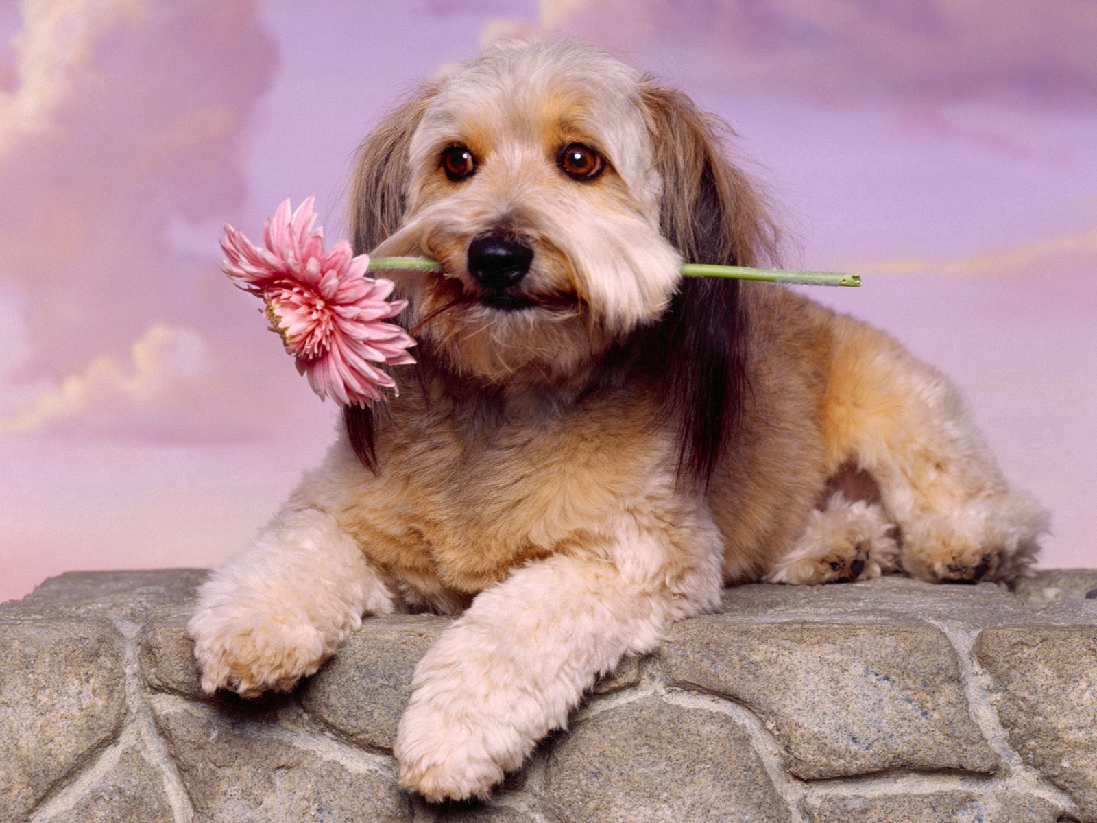 Download mobile wallpaper Muzzle, Waiting, Dog, Expectation, Animals, Flower for free.