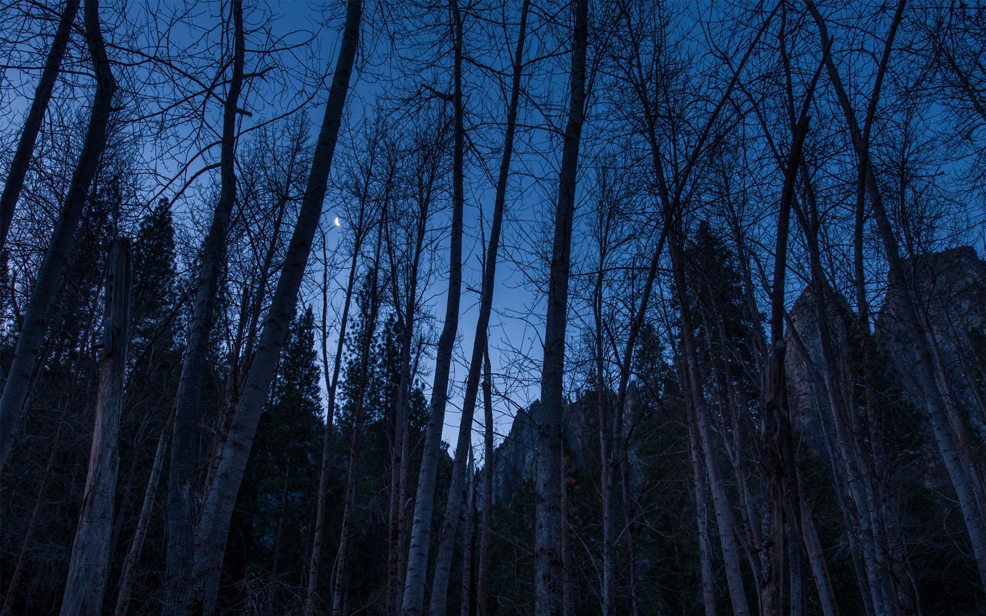 Descarga gratuita de fondo de pantalla para móvil de Bosque, Tierra/naturaleza.