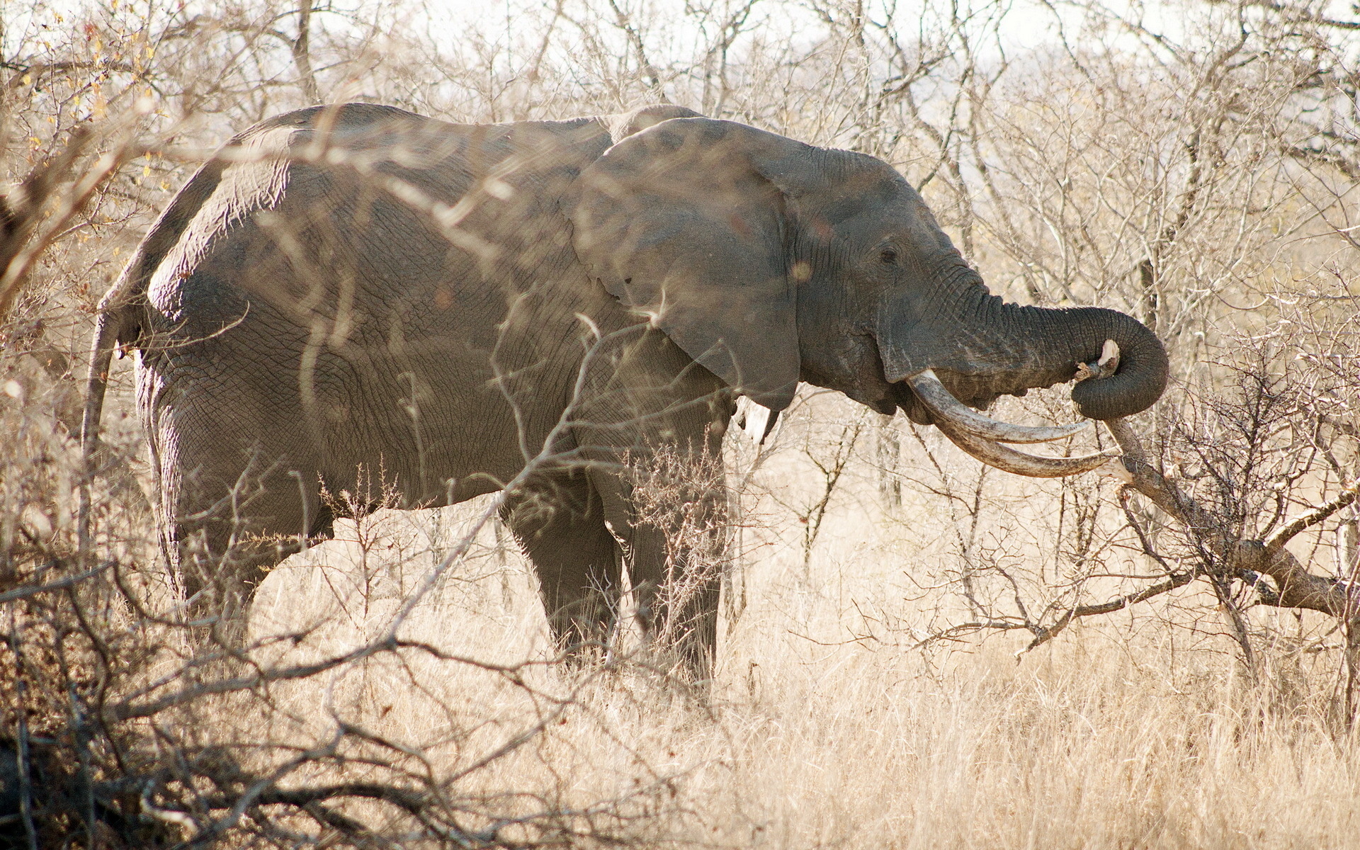 Скачати мобільні шпалери Тварина, Слон безкоштовно.